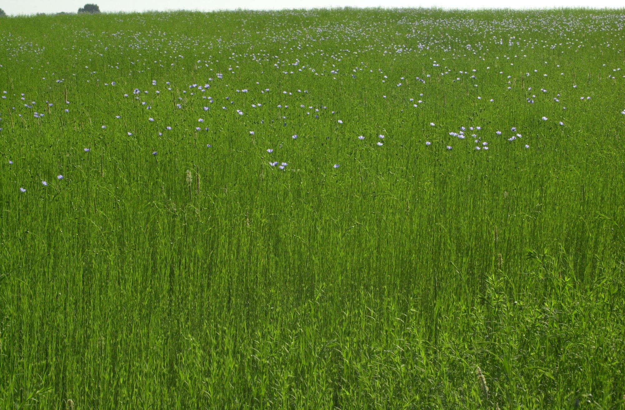 linum_usitatissimum1md