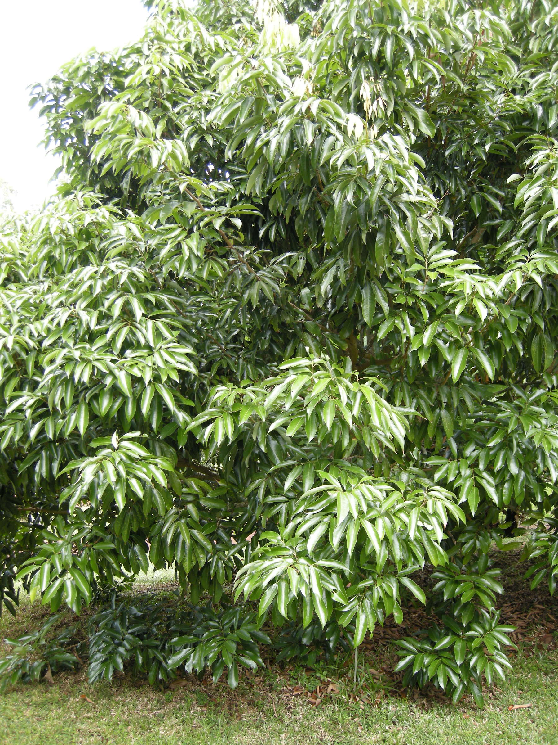 Afficher le média Litchi_chinensis Litchi_chinensis