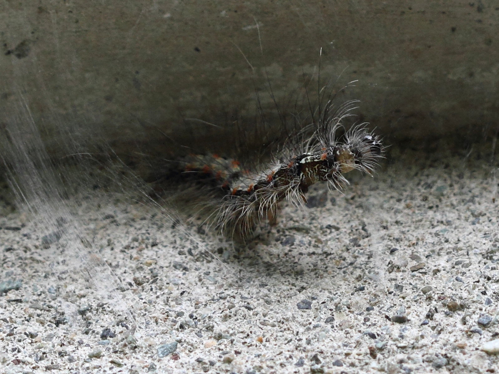 Afficher le média lithosia_quadra_ch2bd lithosia_quadra_ch2bd