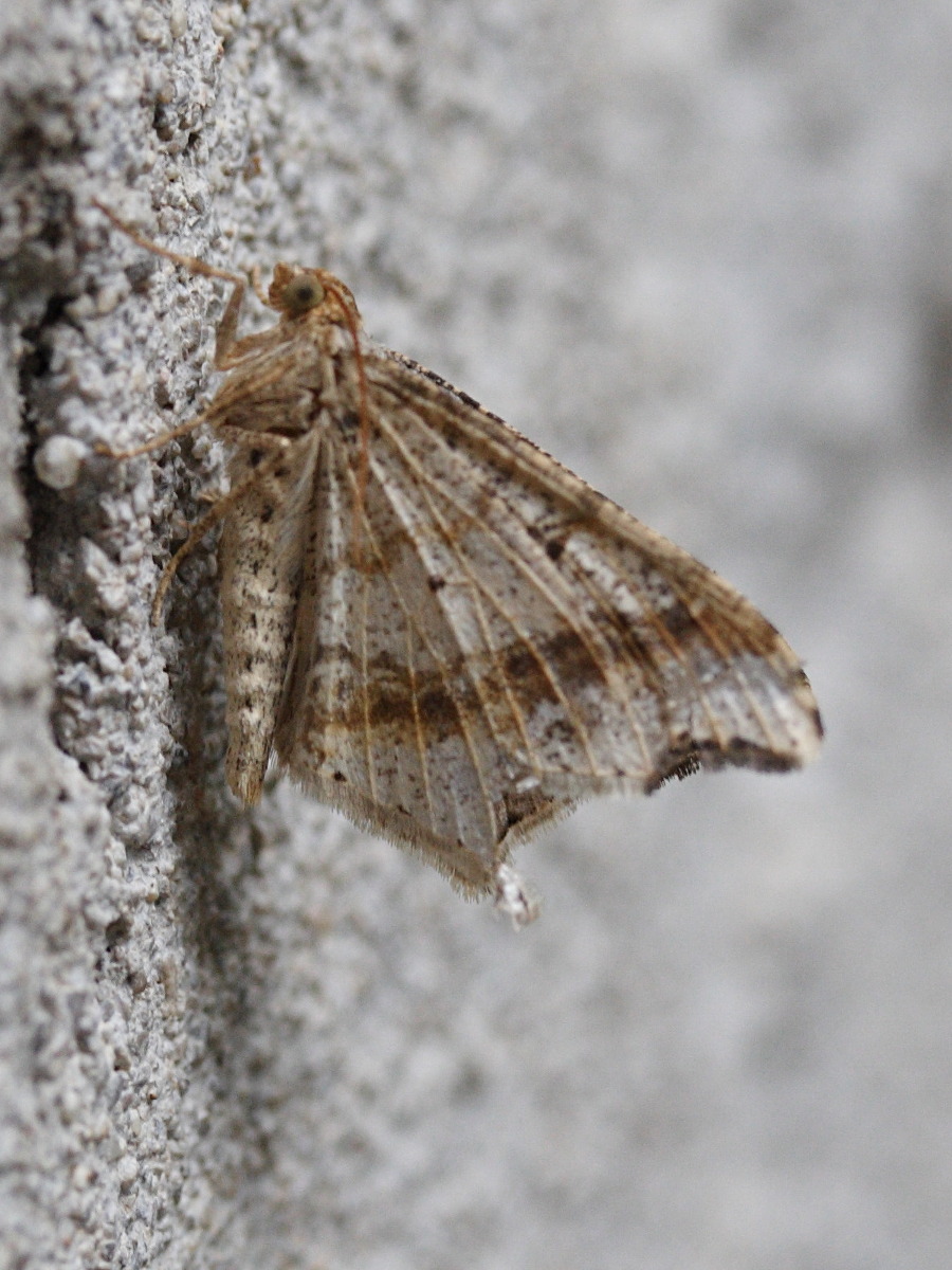 macaria_alternata1md