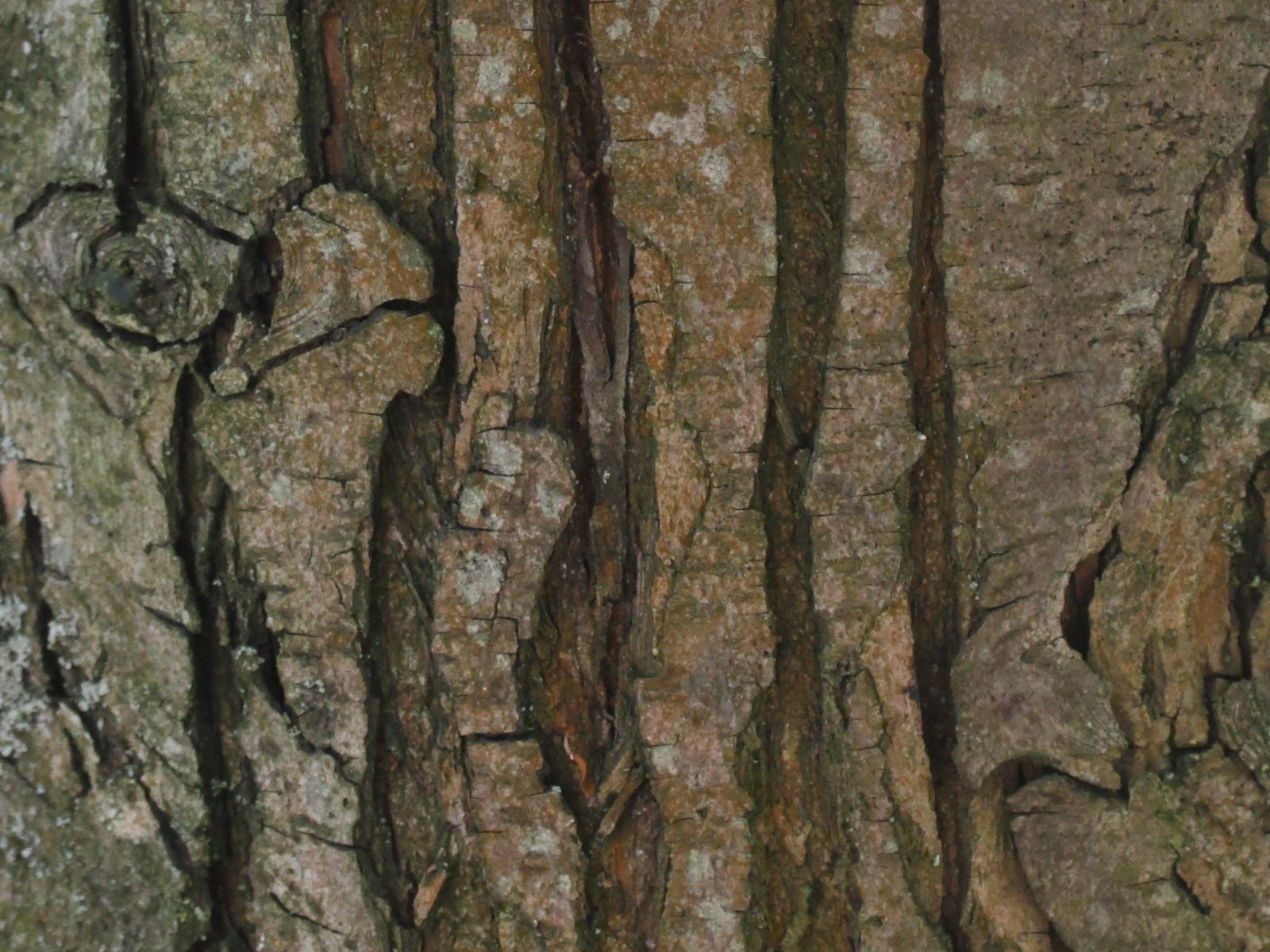 malus_mandshurica4md