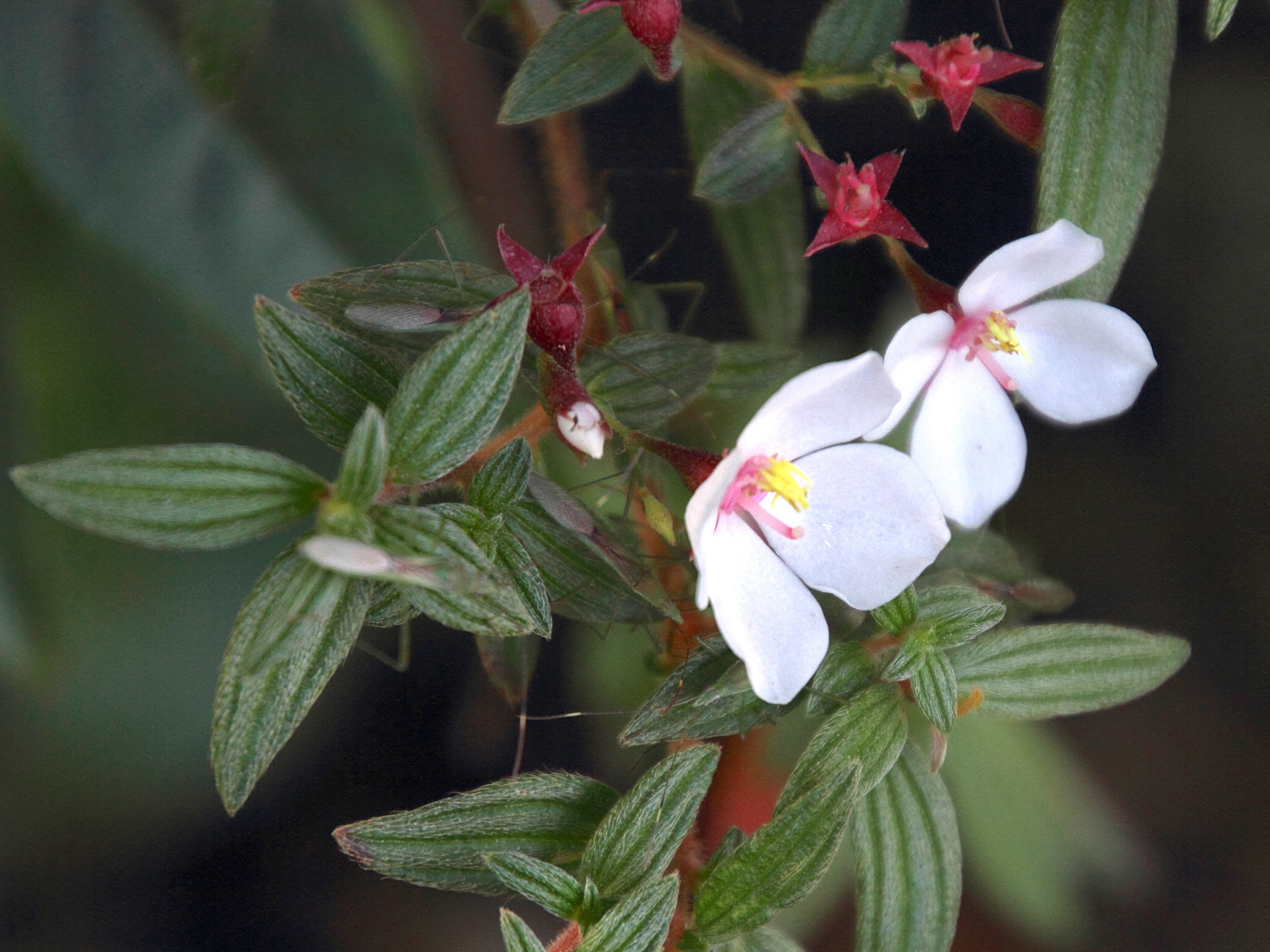 monochaetum_floribundum2md