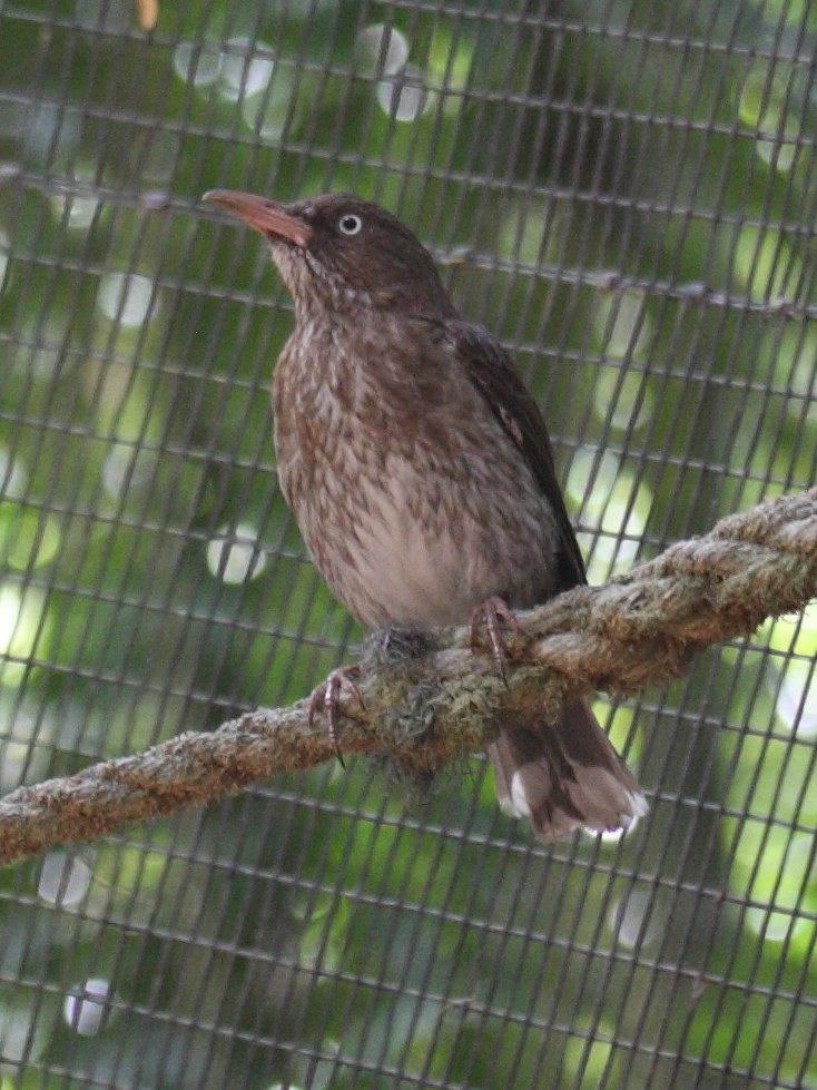 moqueur_corossol_-_margarops_fuscatus1sd