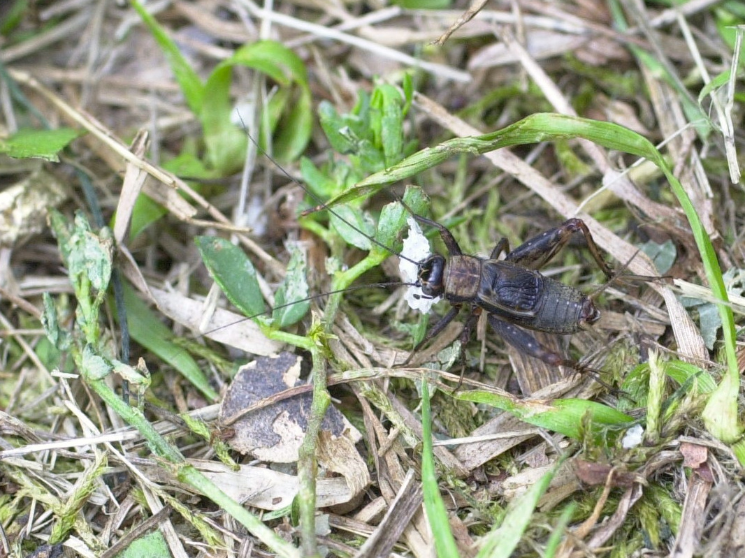 nemobius_sylvestris1md