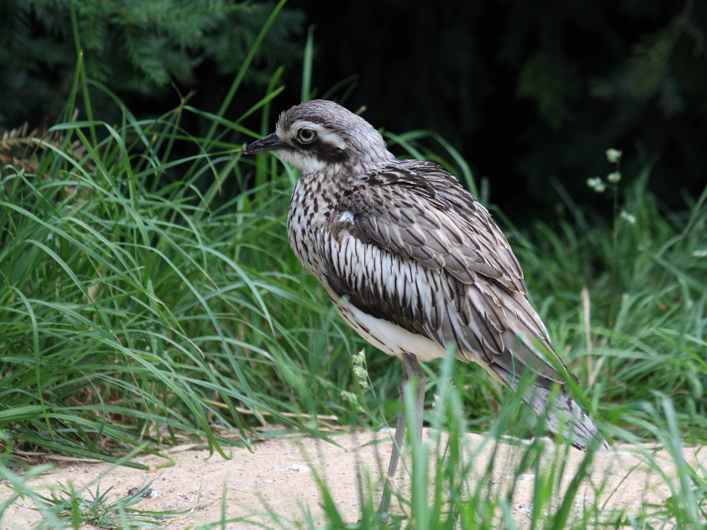 oedicneme_bride_-_burhinus_grallarius1sd