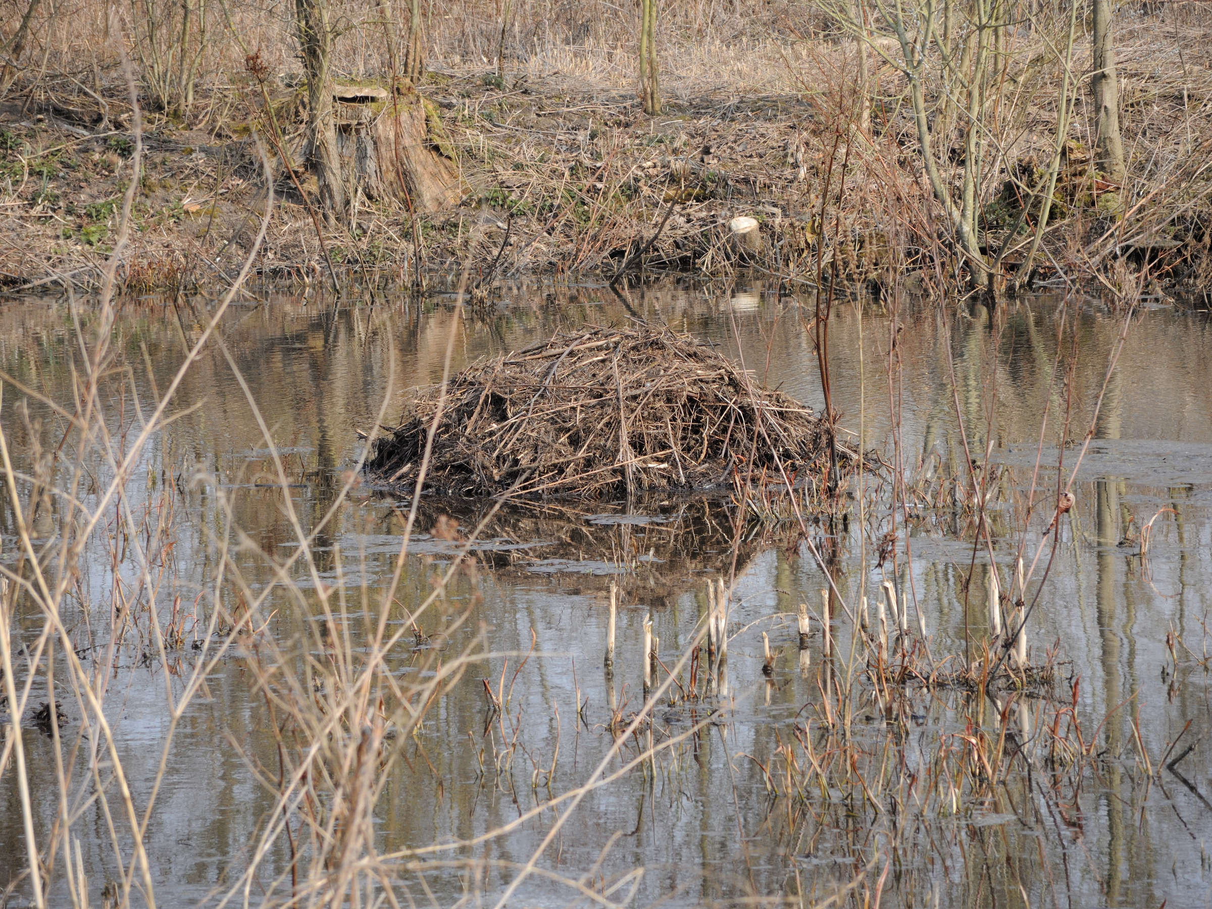 ondatra_zibethicus_hutte2md