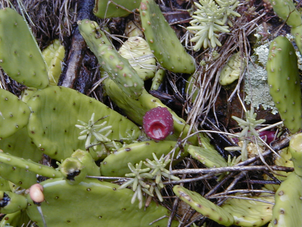 Opuntia_humifusa