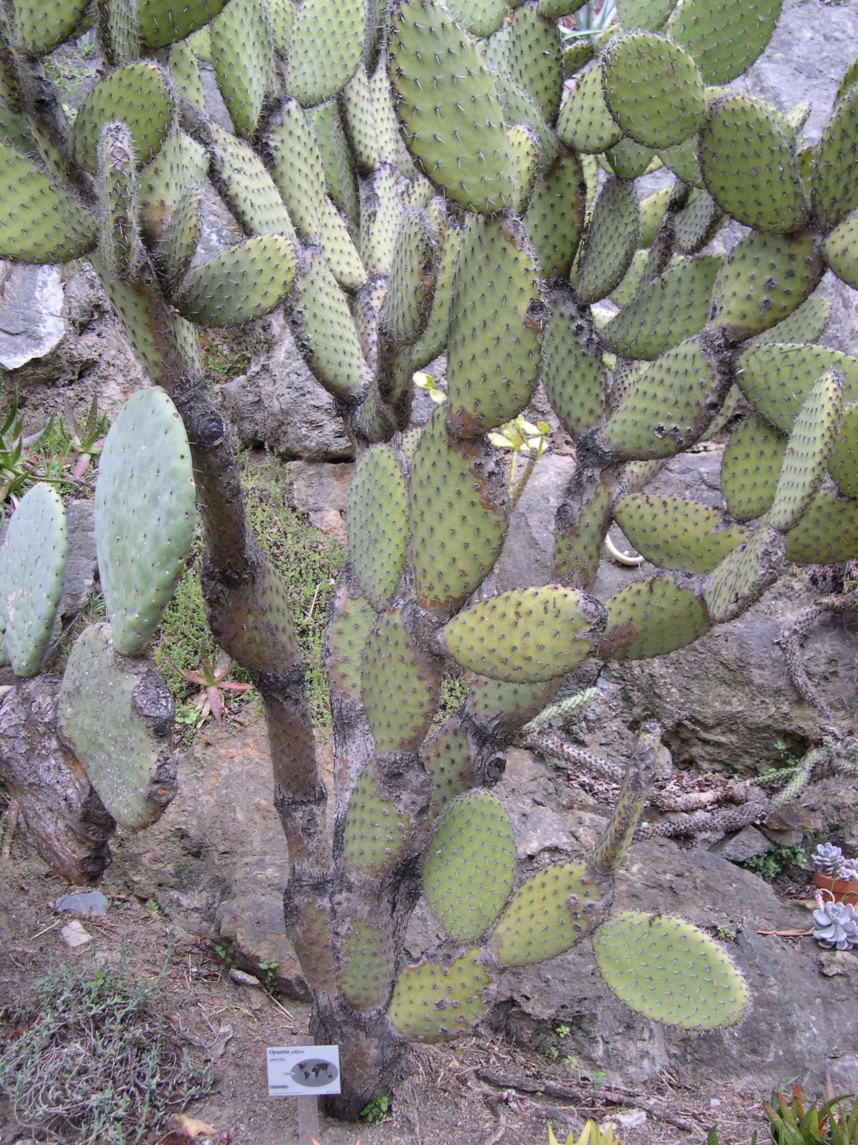 opuntia_pilifera1md