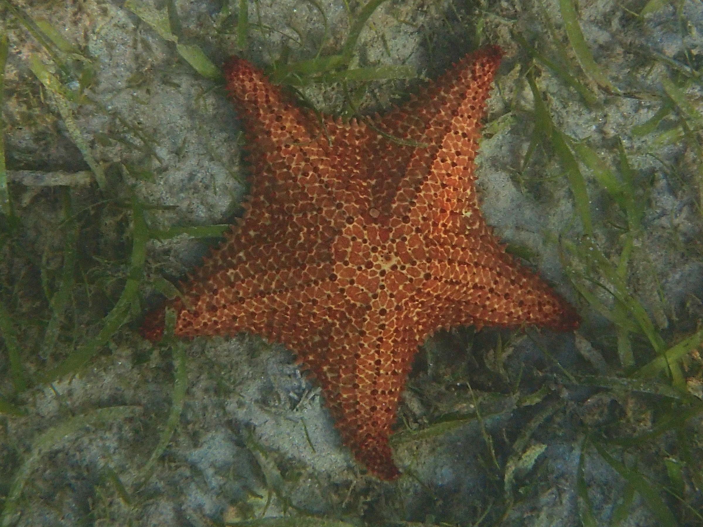 oreaster_reticulatus6sd