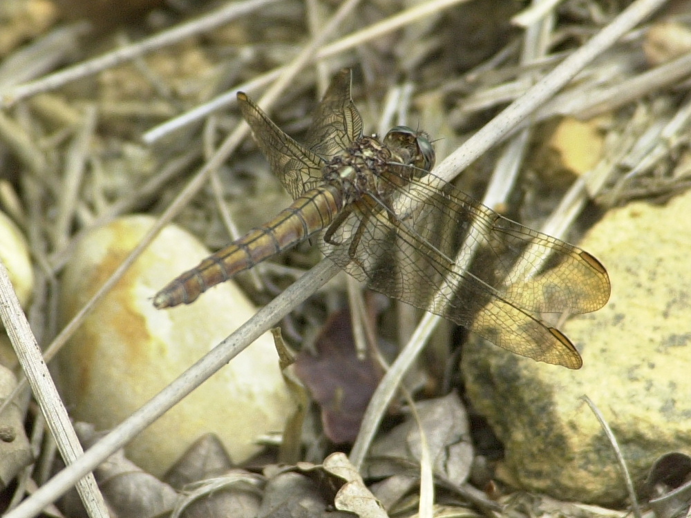 orthetrum_coerulescens3md