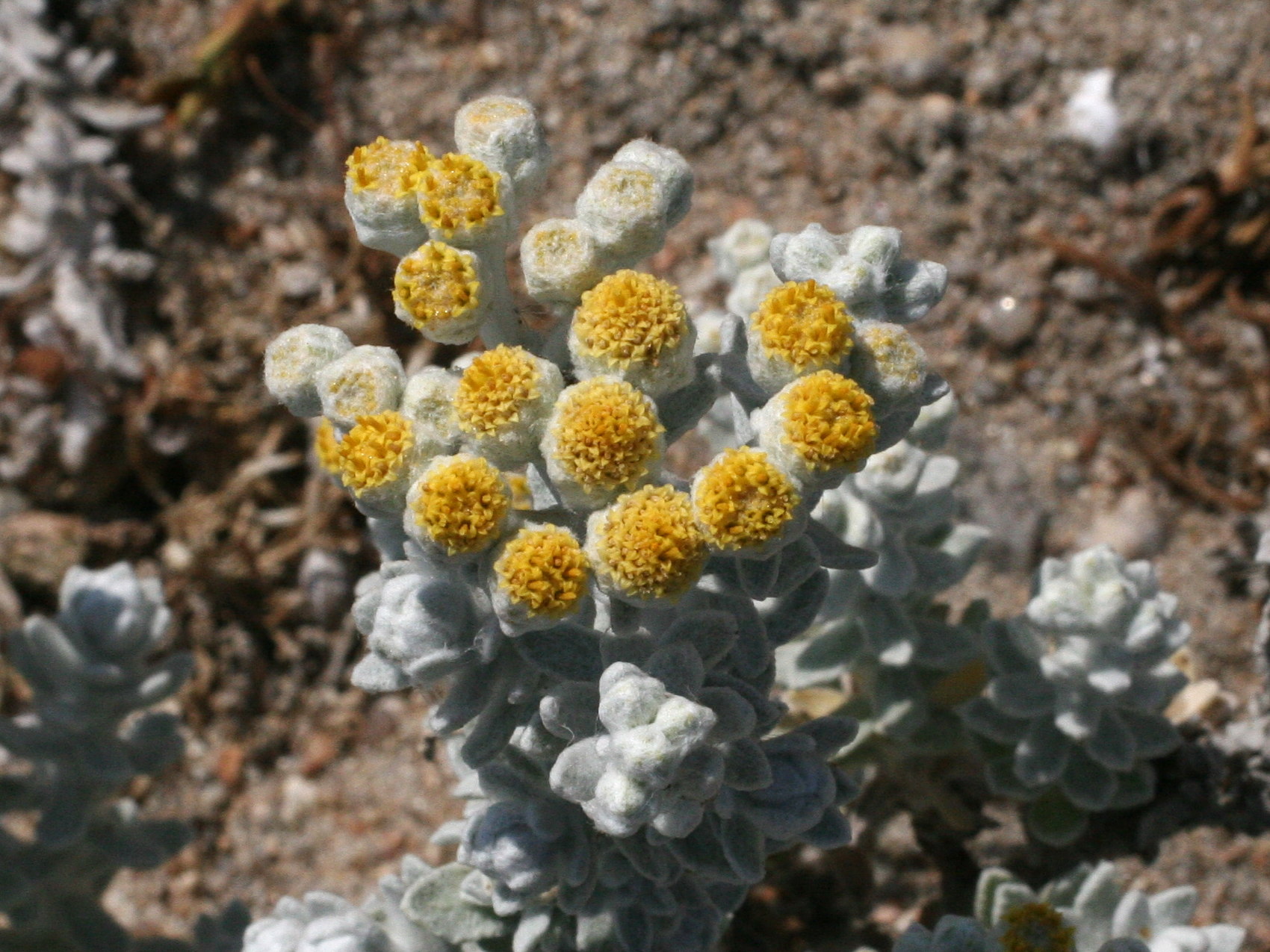 Afficher le média otanthus_maritimus2md otanthus_maritimus2md