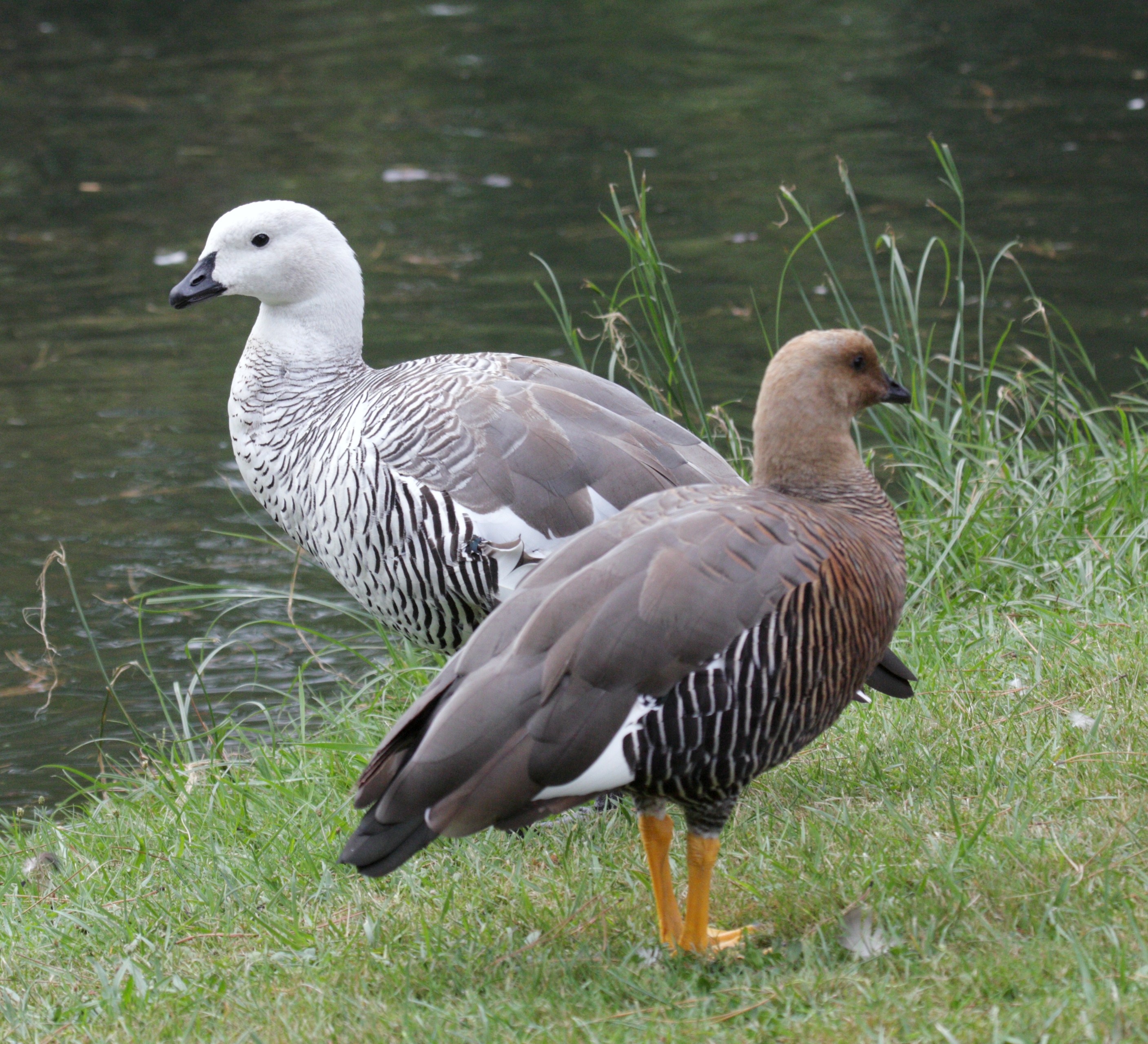 ouette_de_magellan_-_chloephaga_picta1bd