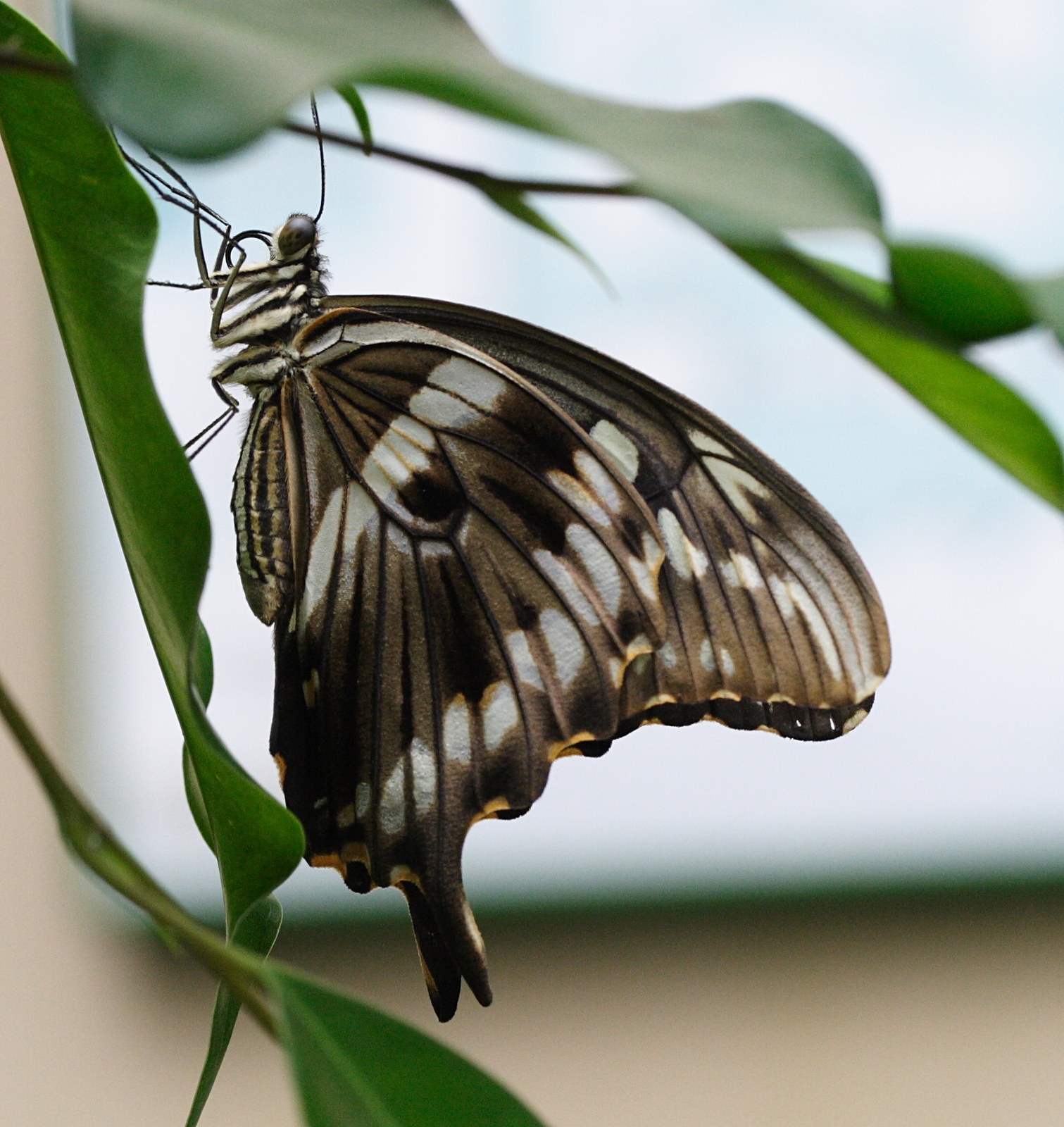 Afficher le média papilio_constantinus2md papilio_constantinus2md