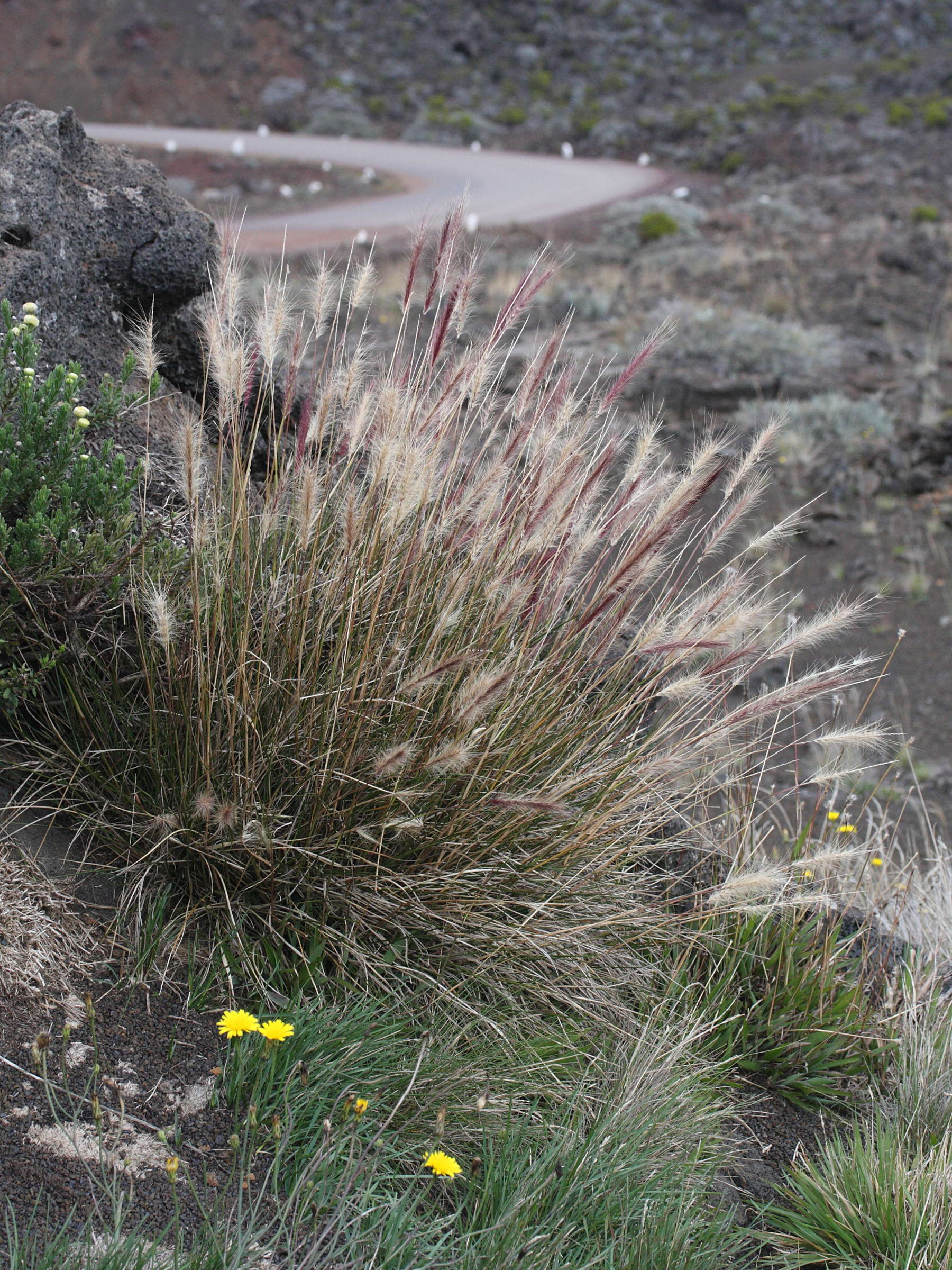 pennisetum_caffrum4md