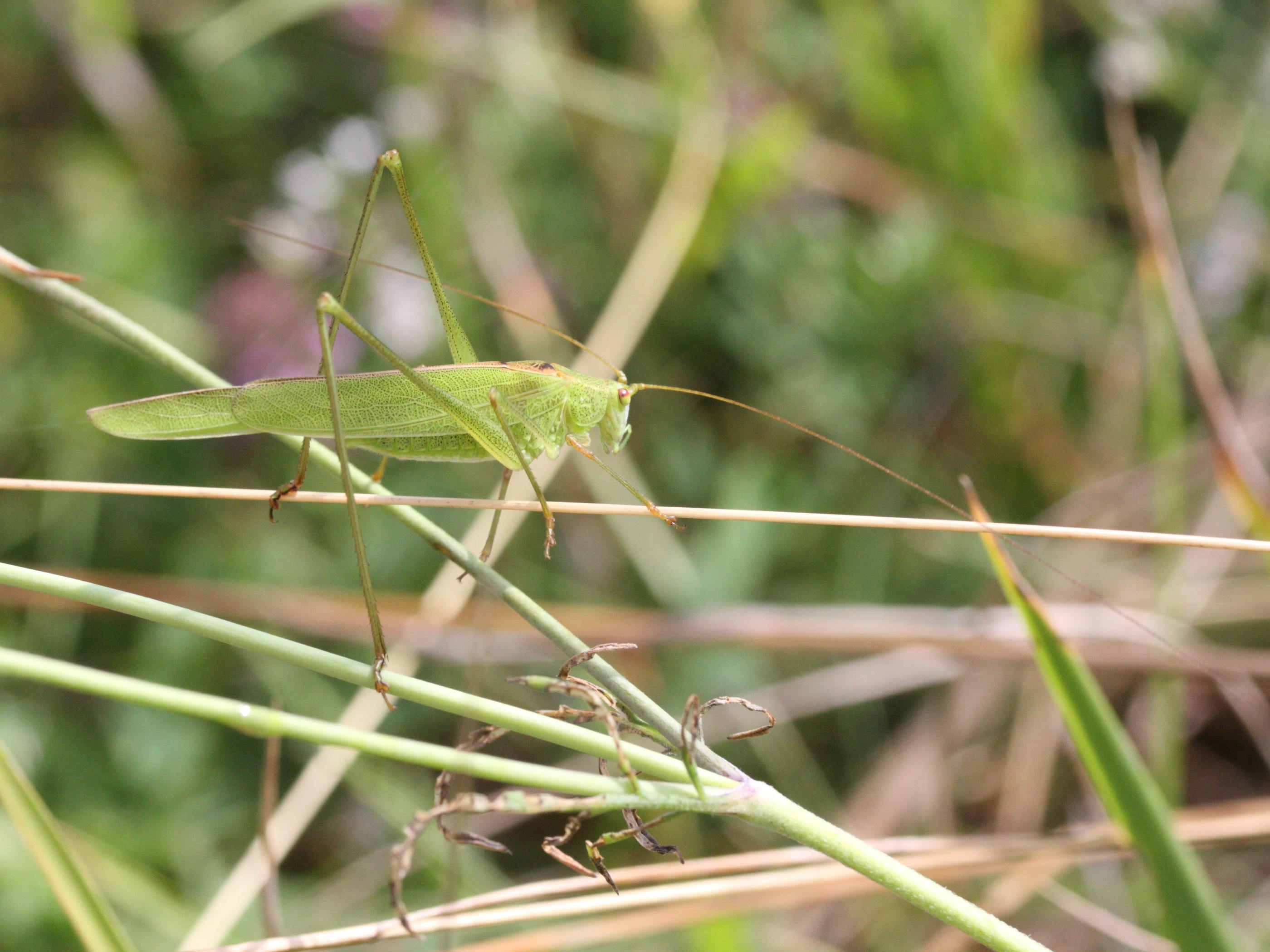 phaneroptera_falcata2md