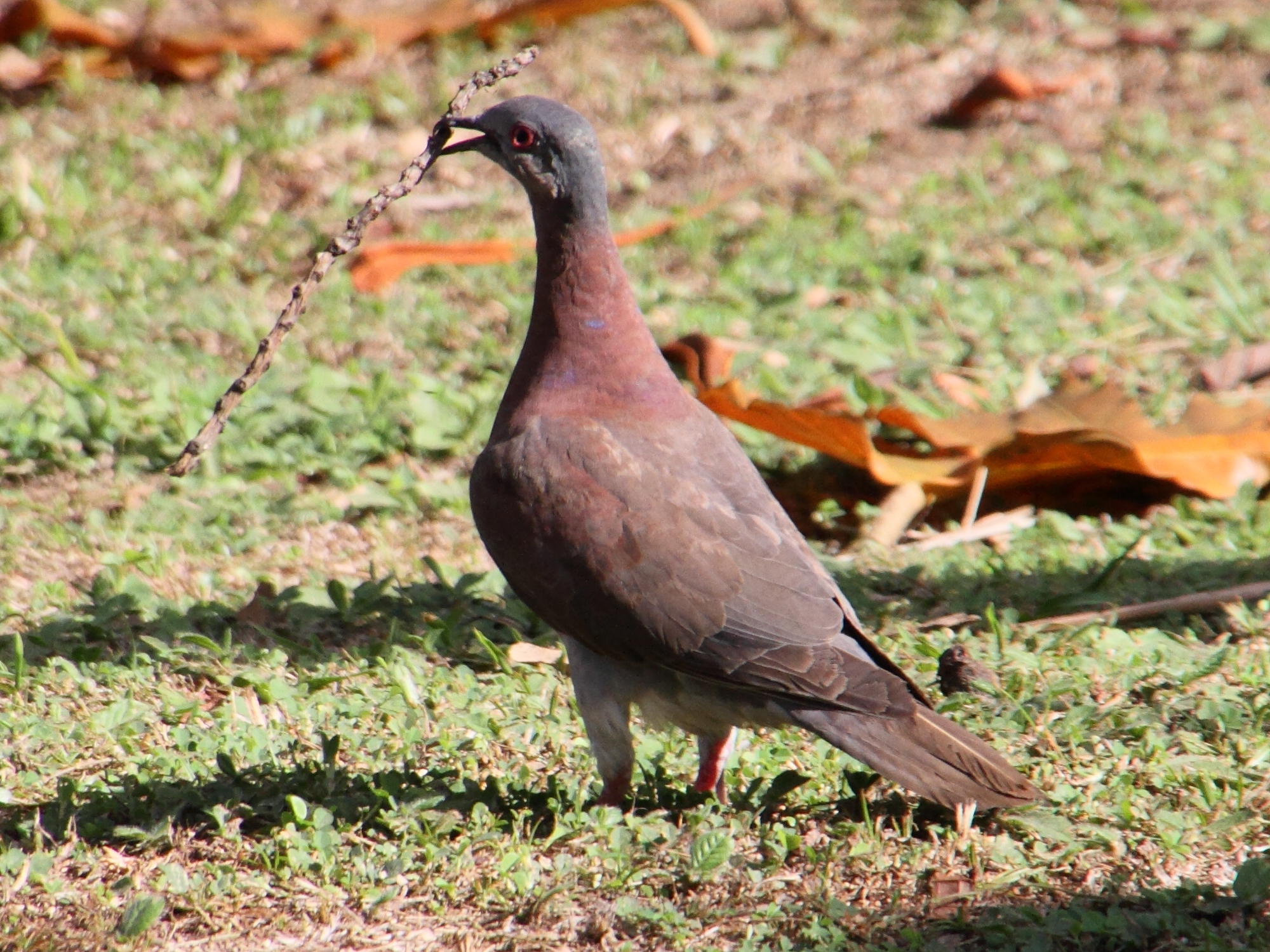 pigeon_rousset_-_patagioenas_cayennensis3md