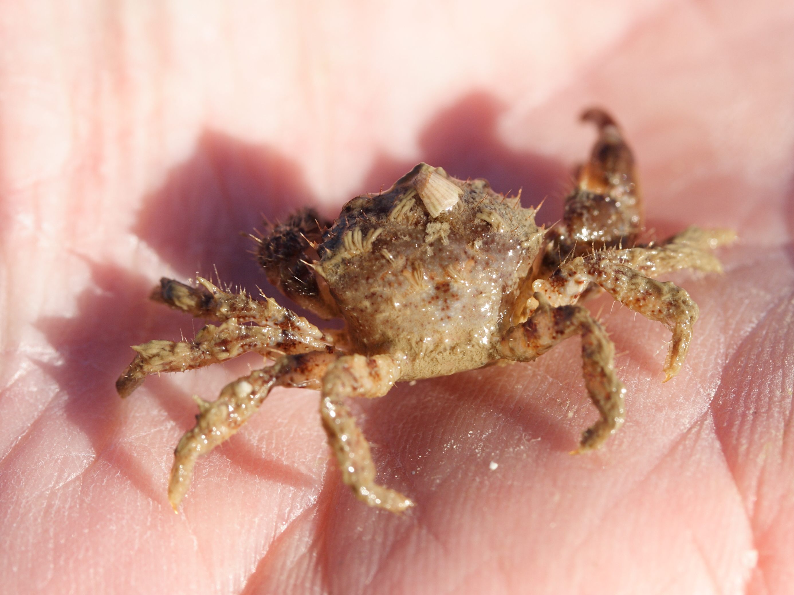 pilumnus_hirtellus5md