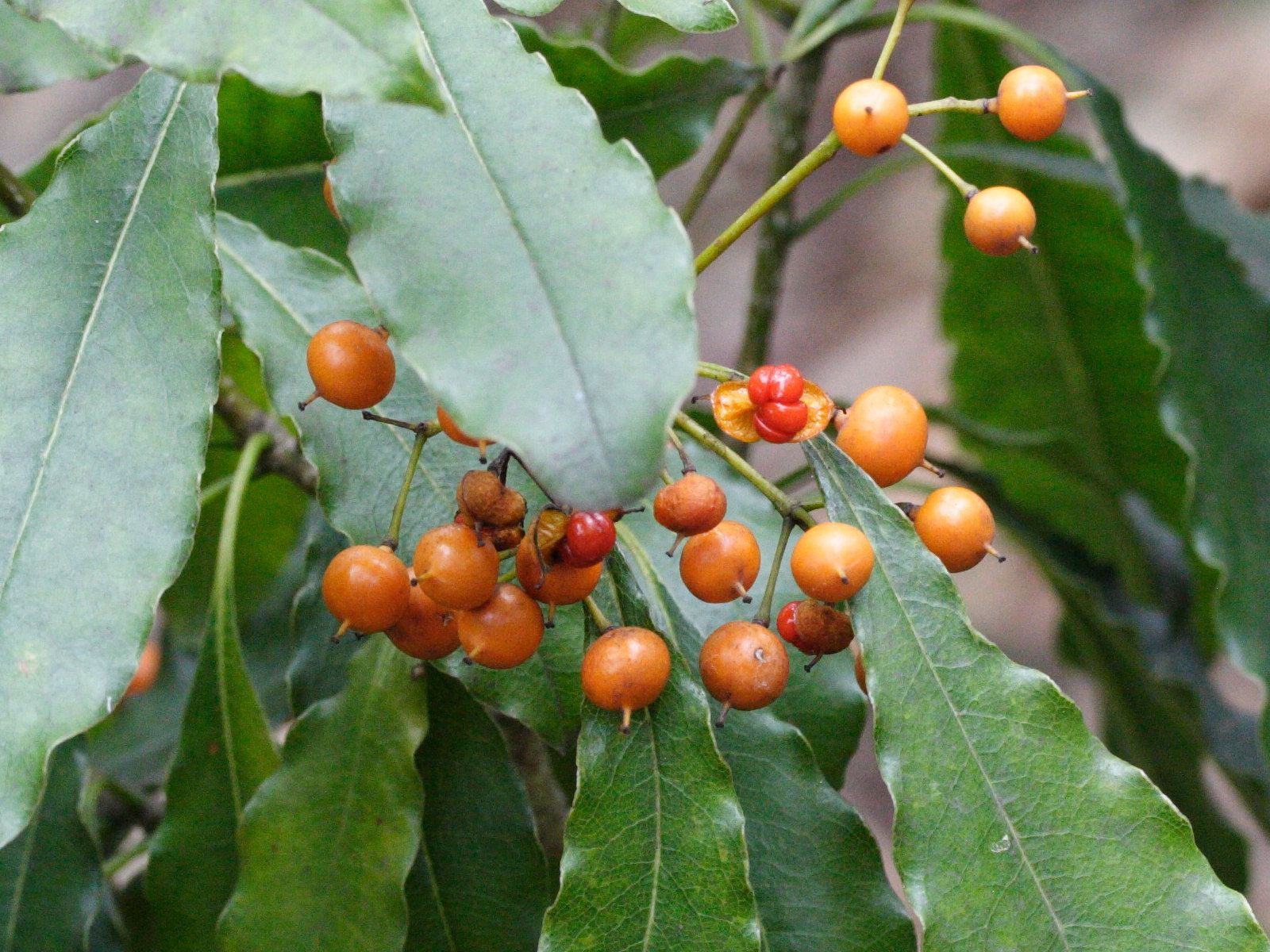 pittosporum_senacia4md