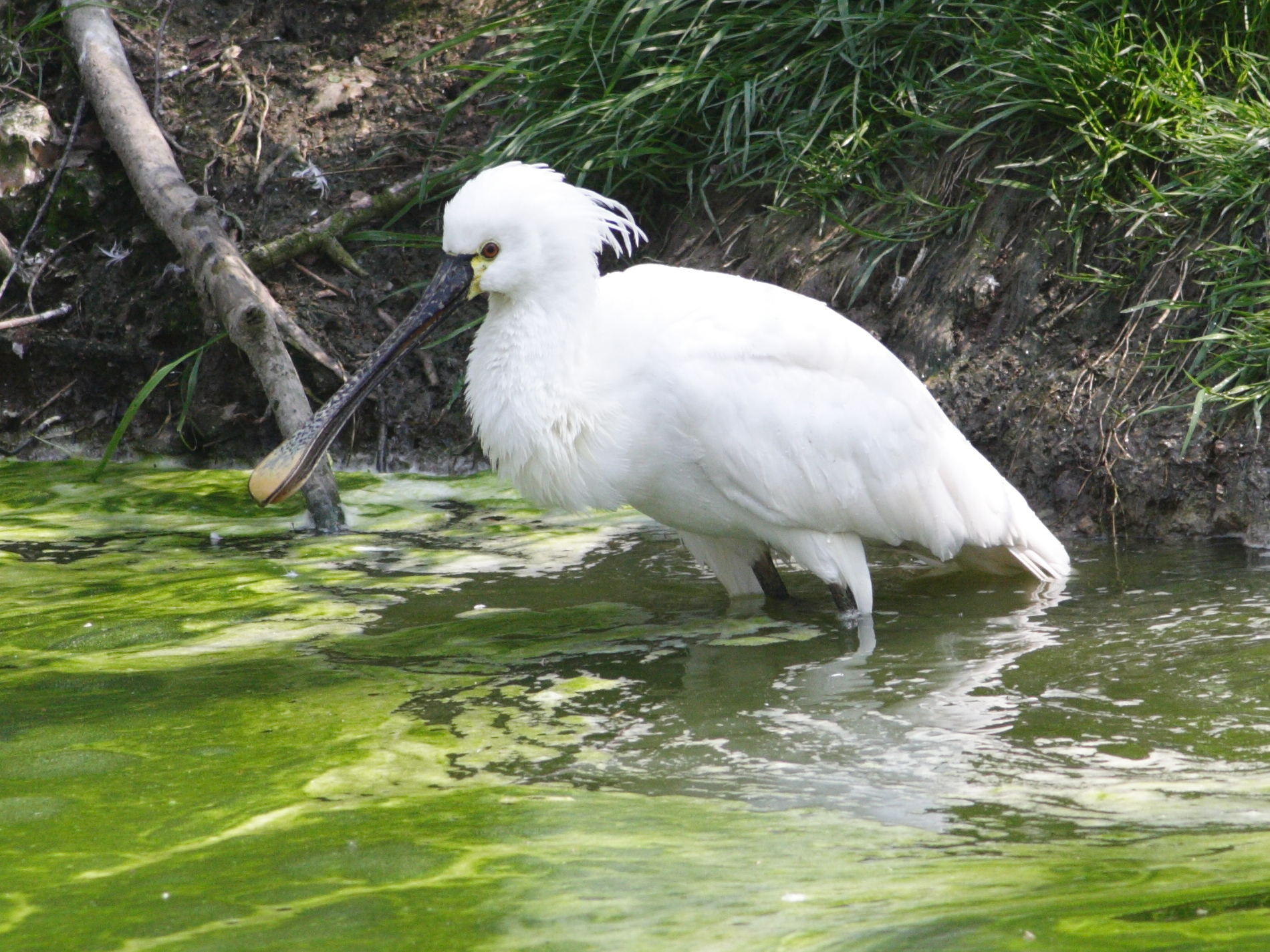 Afficher le média Platalea_leucorodia Platalea_leucorodia