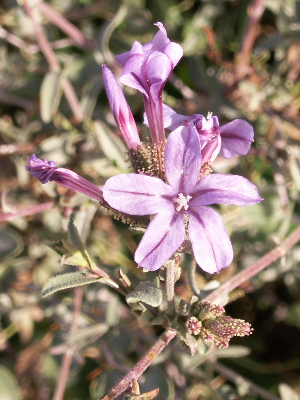 plumbago_europaea2bd