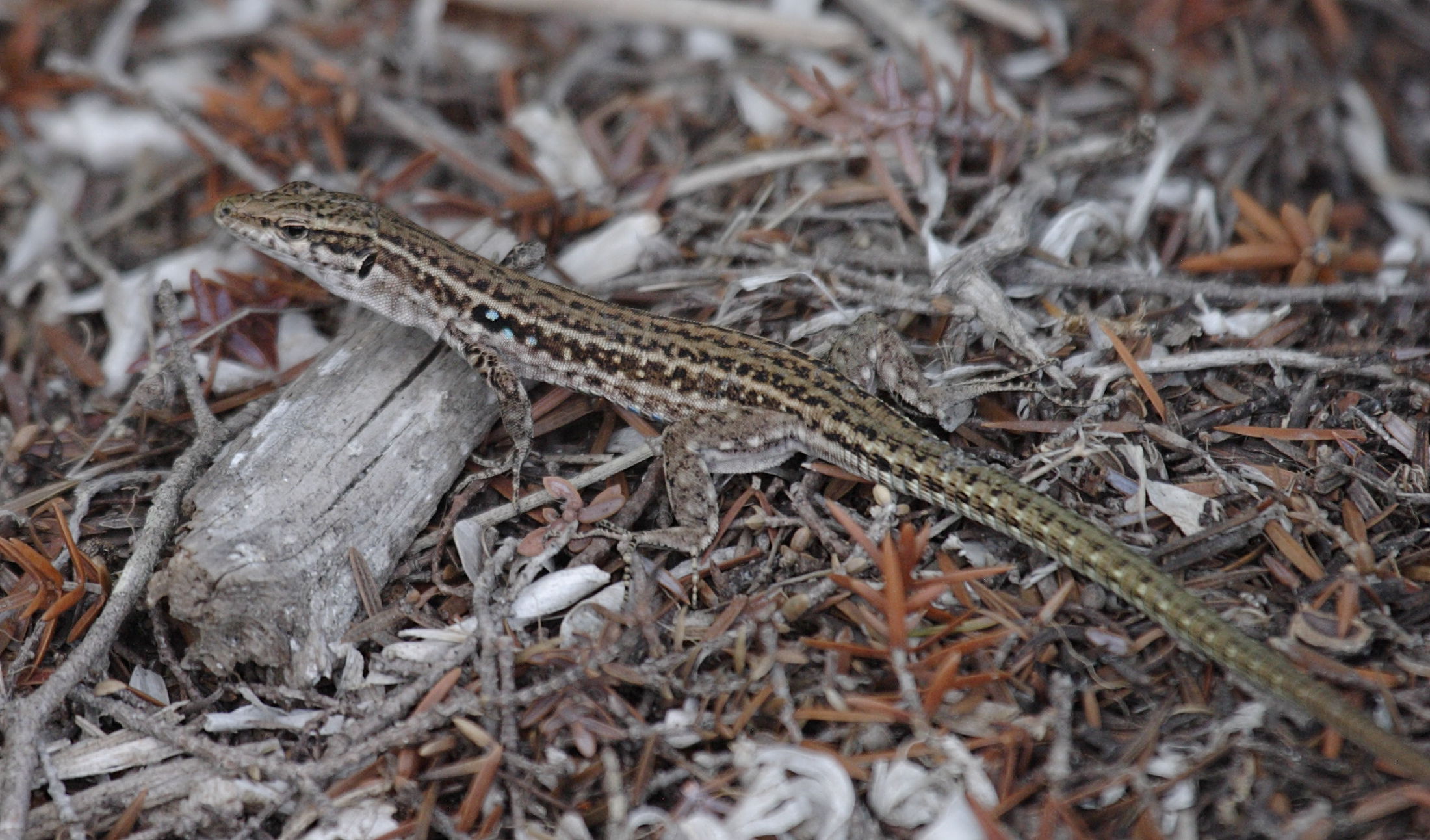 podarcis_tiliguerta3bd