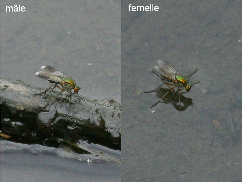 Afficher le média poecilobothrus_nobilitatus3bd poecilobothrus_nobilitatus3bd