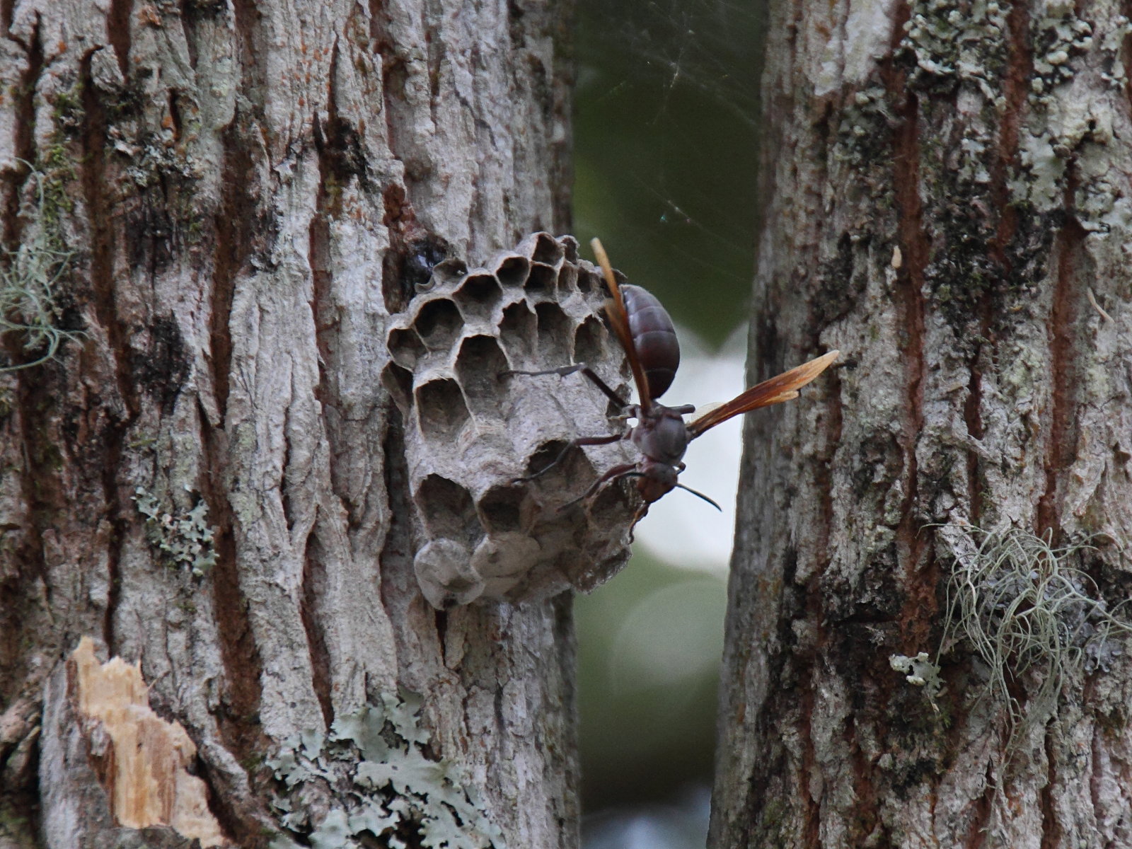 polistes_madecassus1md