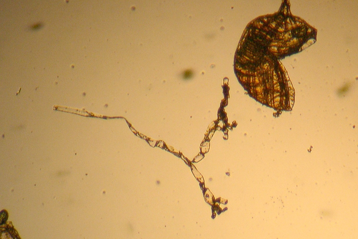 polypodium_australe4md