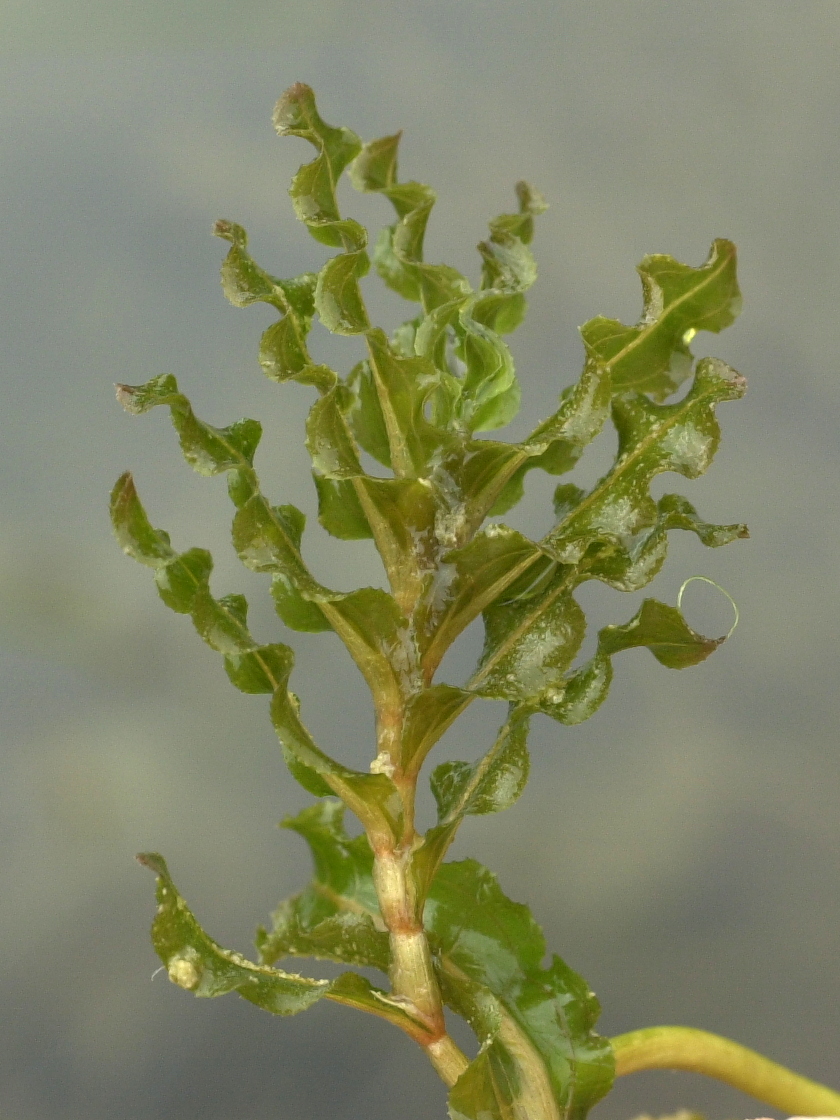 potamogeton_crispus3md