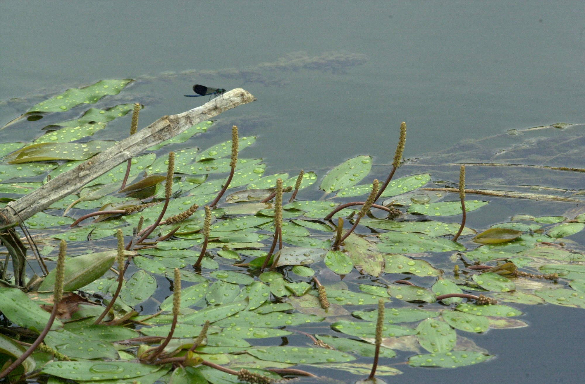 potamogeton_natans2md