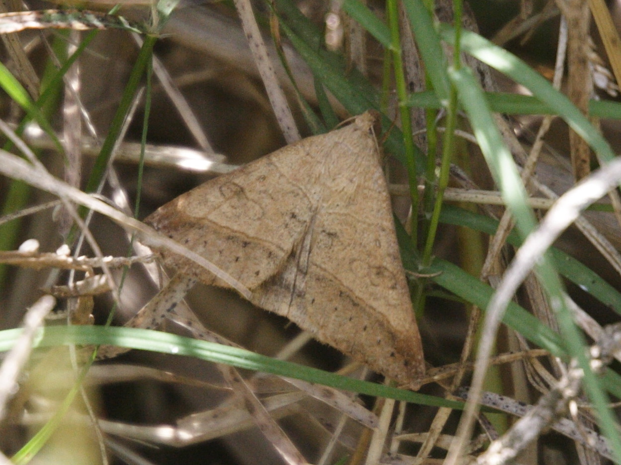 remigia_conveniens1md