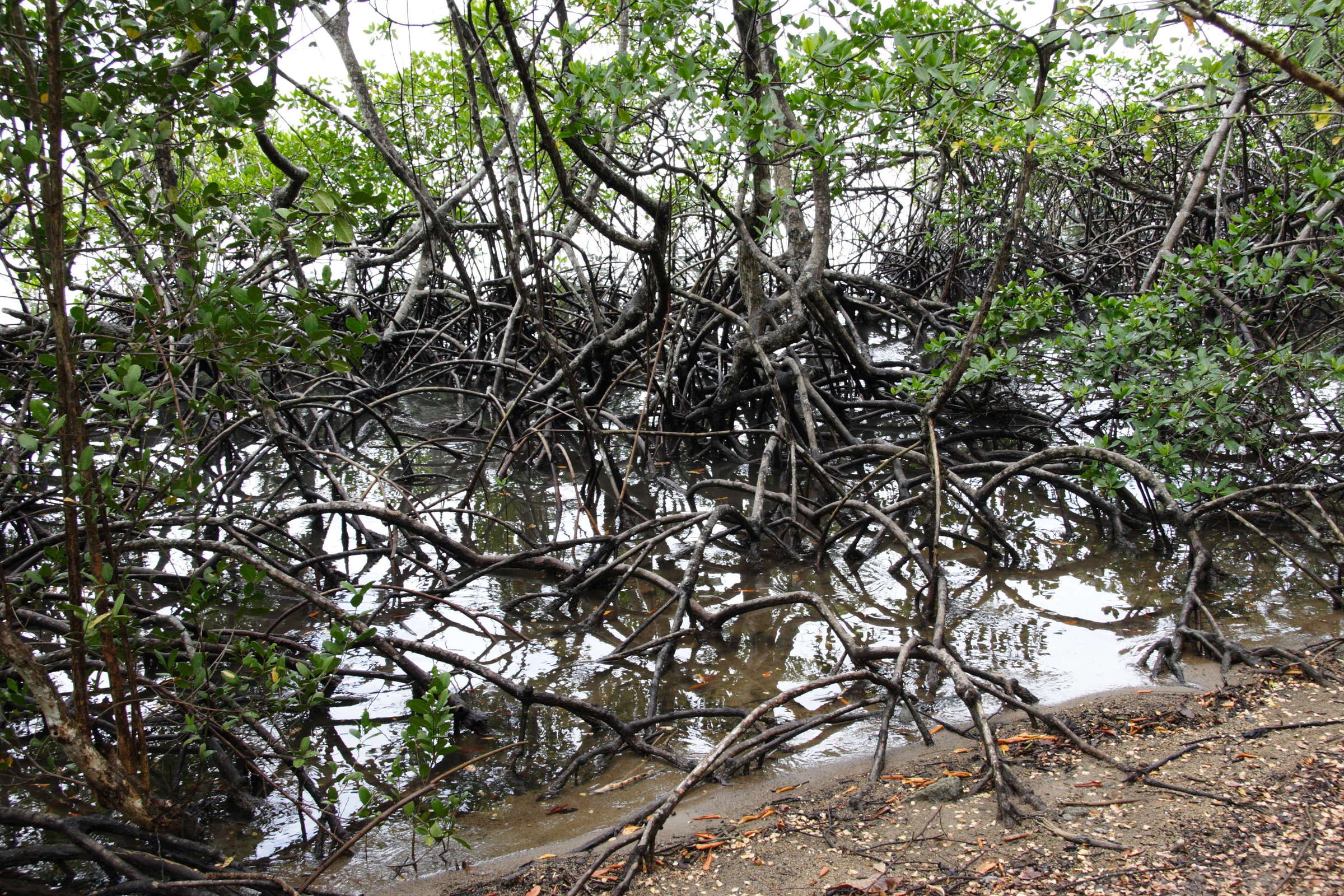 rhizophora_mangle6md