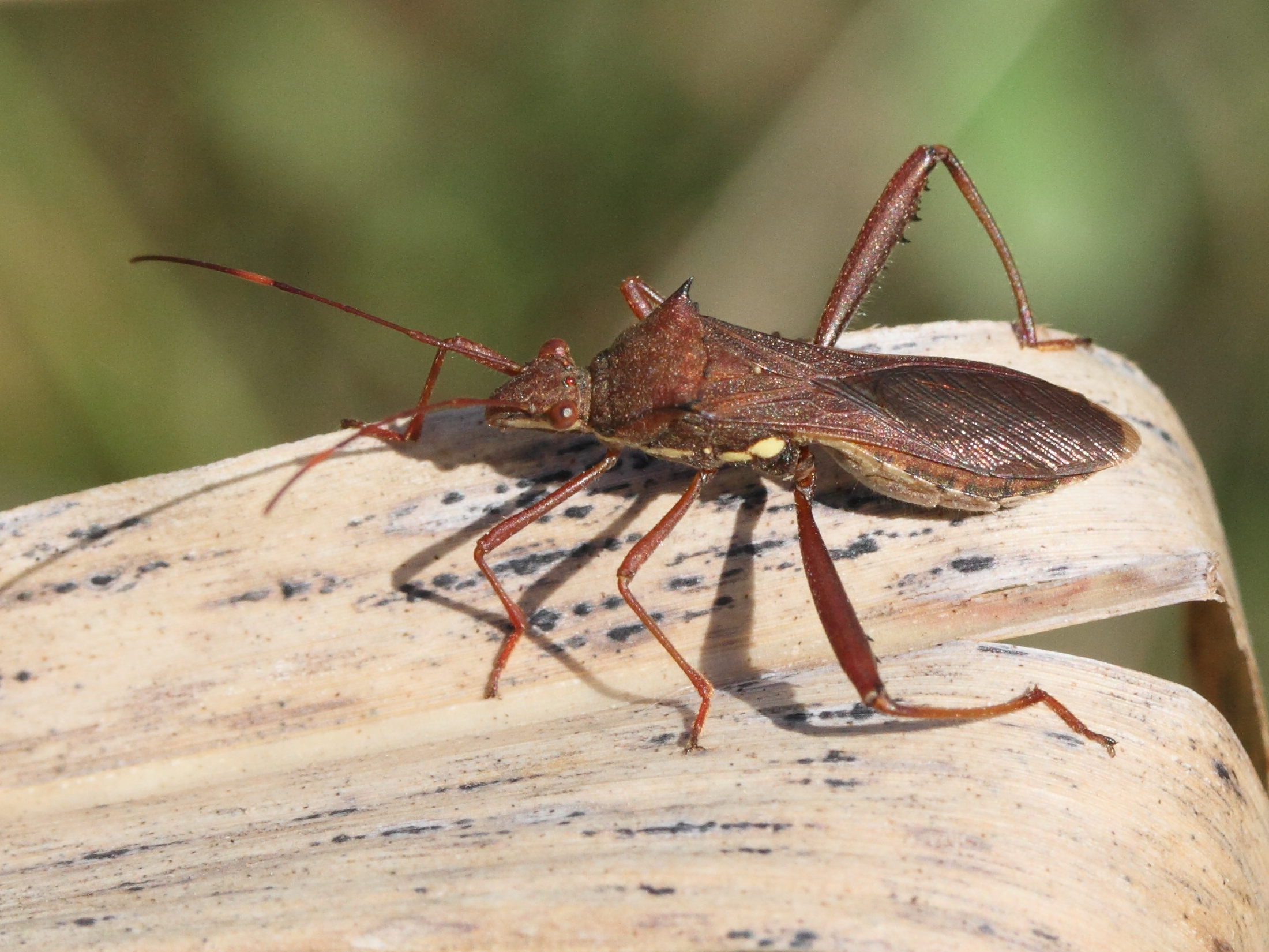 riptortus_dentipes3md