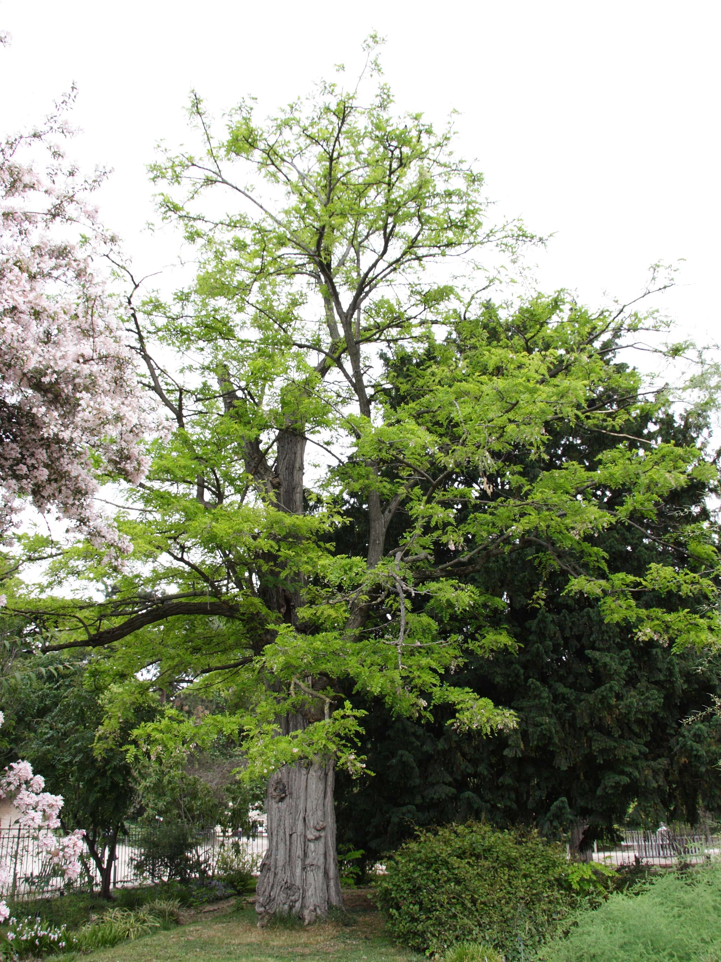 robinia_x_ambigua1md