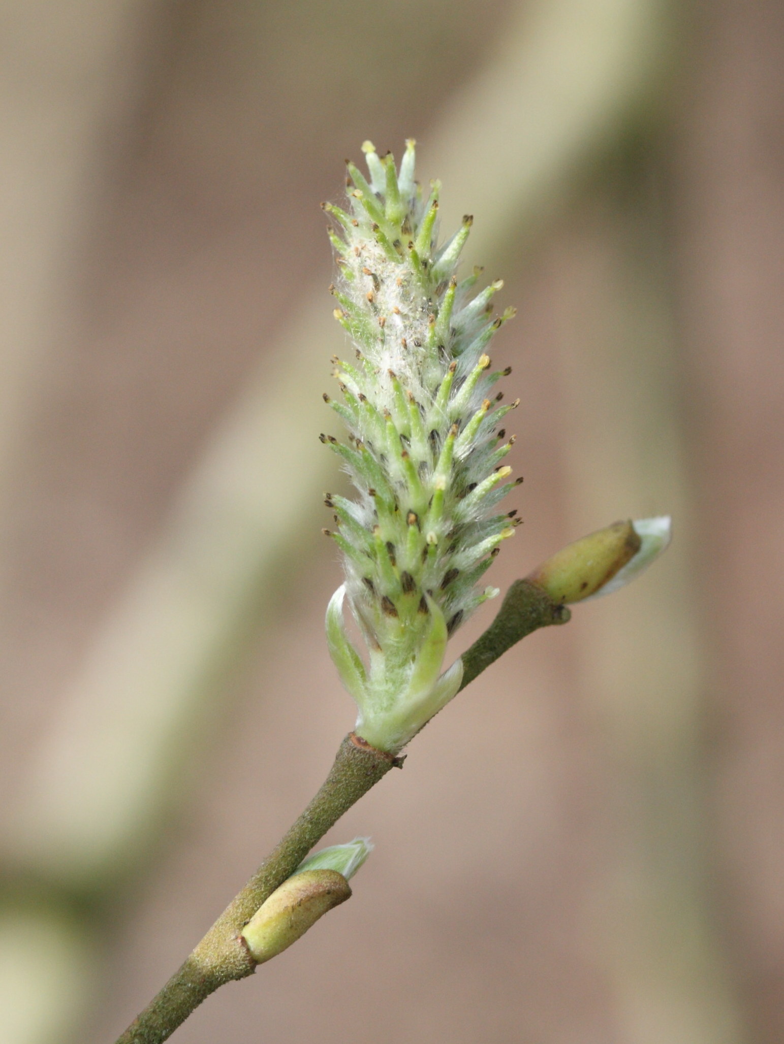 salix_caprea6md