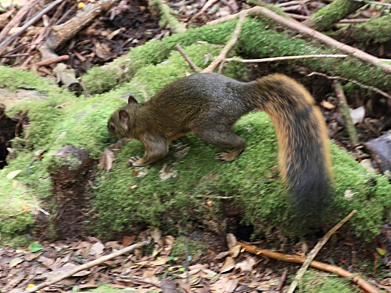 sciurus_granatensis1md