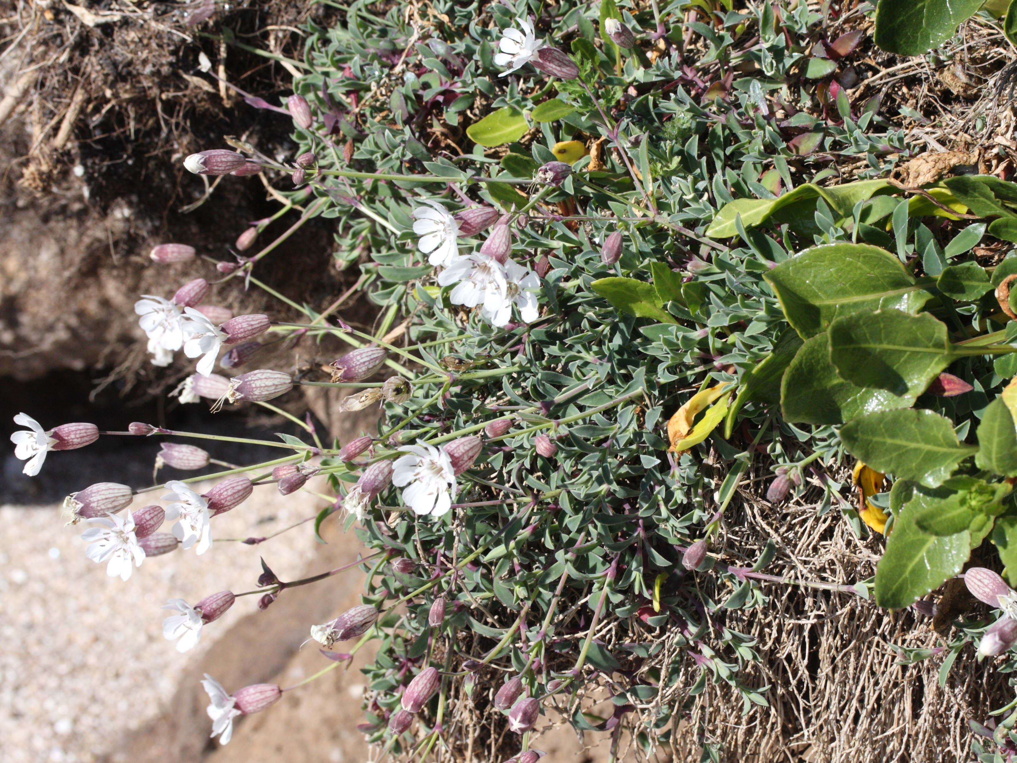 silene_vulgaris_maritima3md
