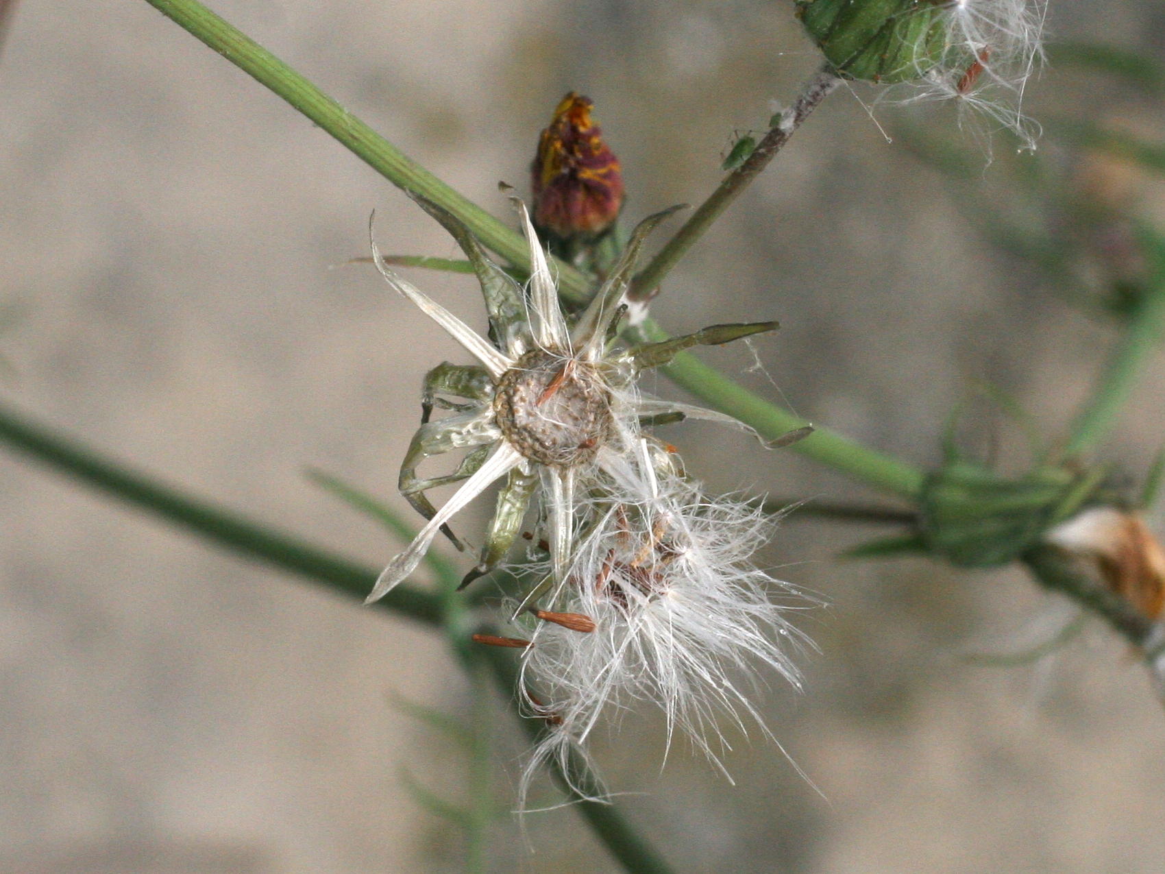 sonchus_tenerrimus5md