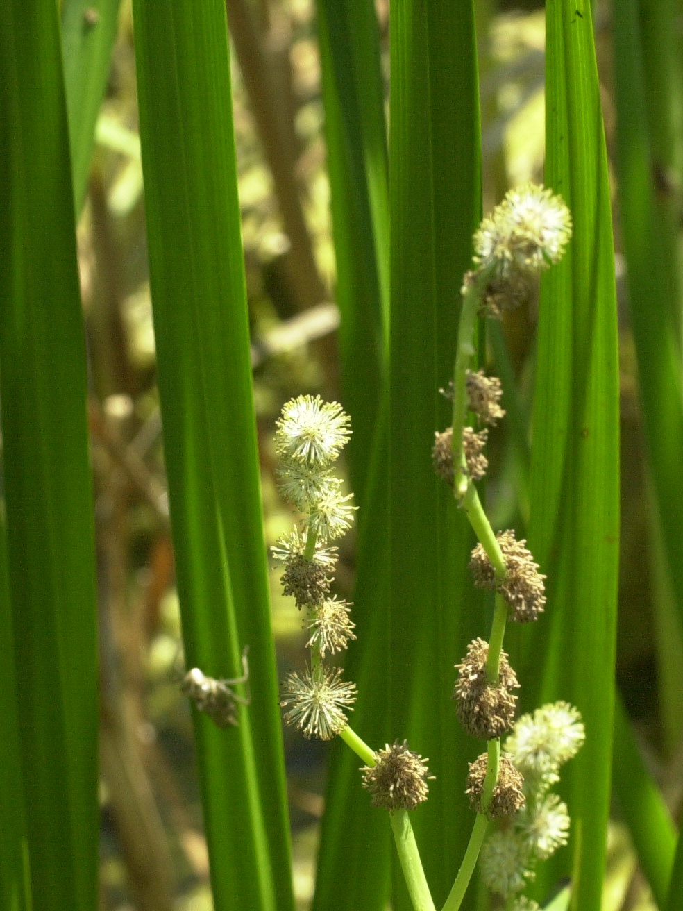 sparganium_erectum3md