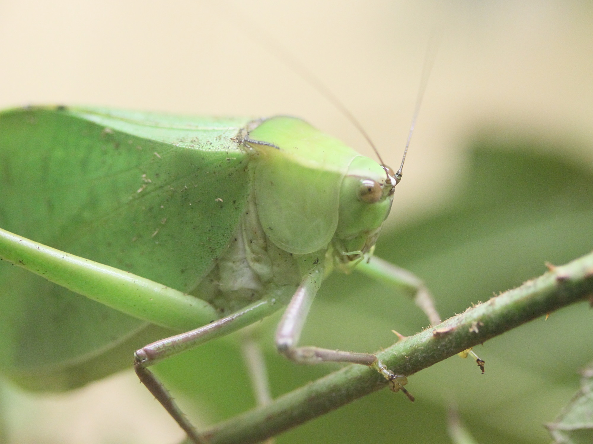 stilpnochlora_couloniana2md