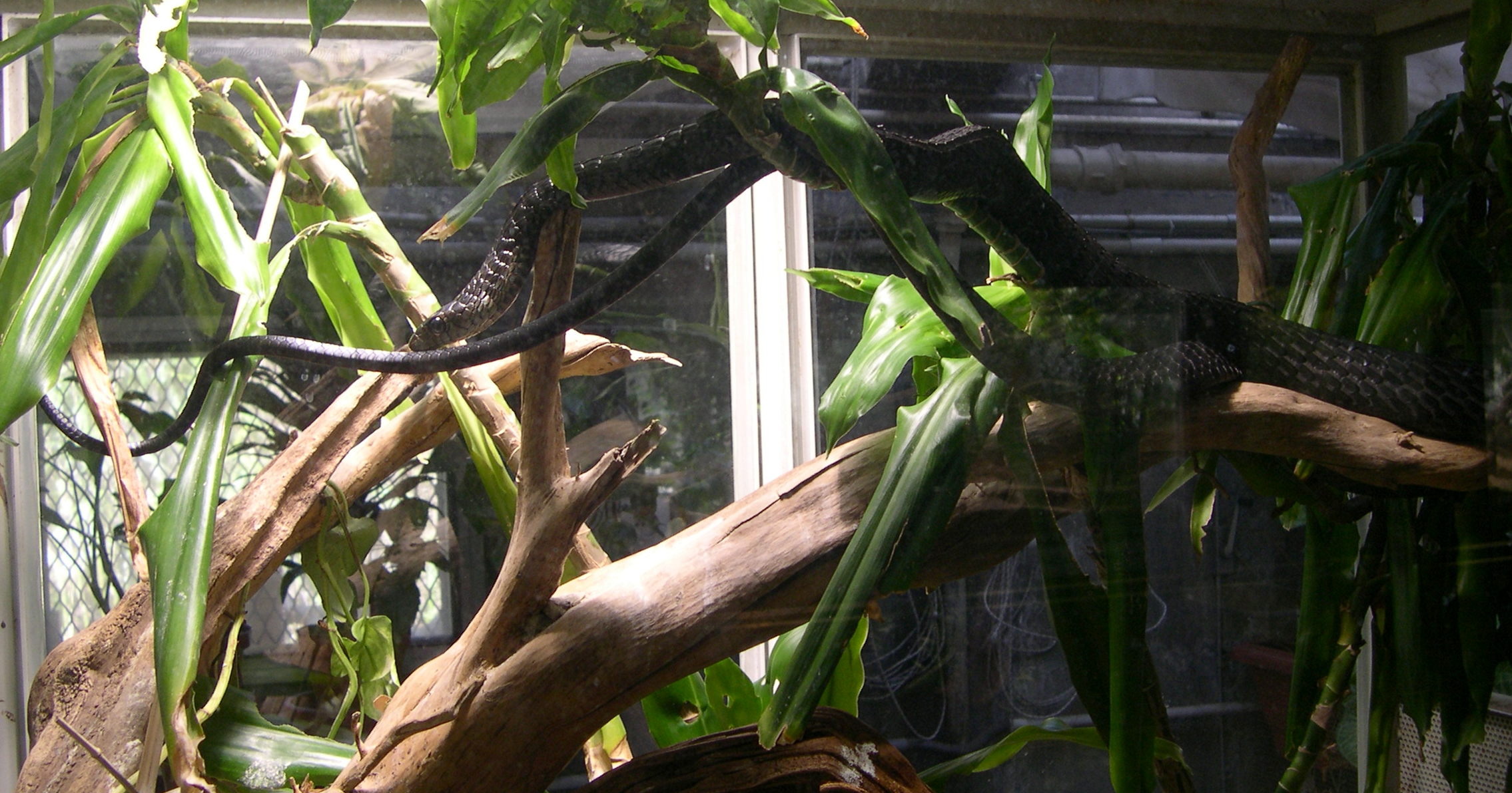 thrasops_flavigularis1md