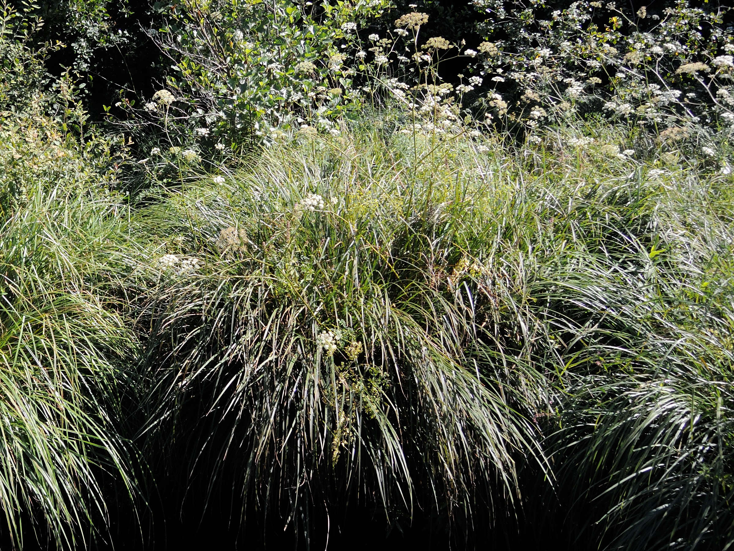 Afficher le média Thysselinum_palustre Thysselinum_palustre