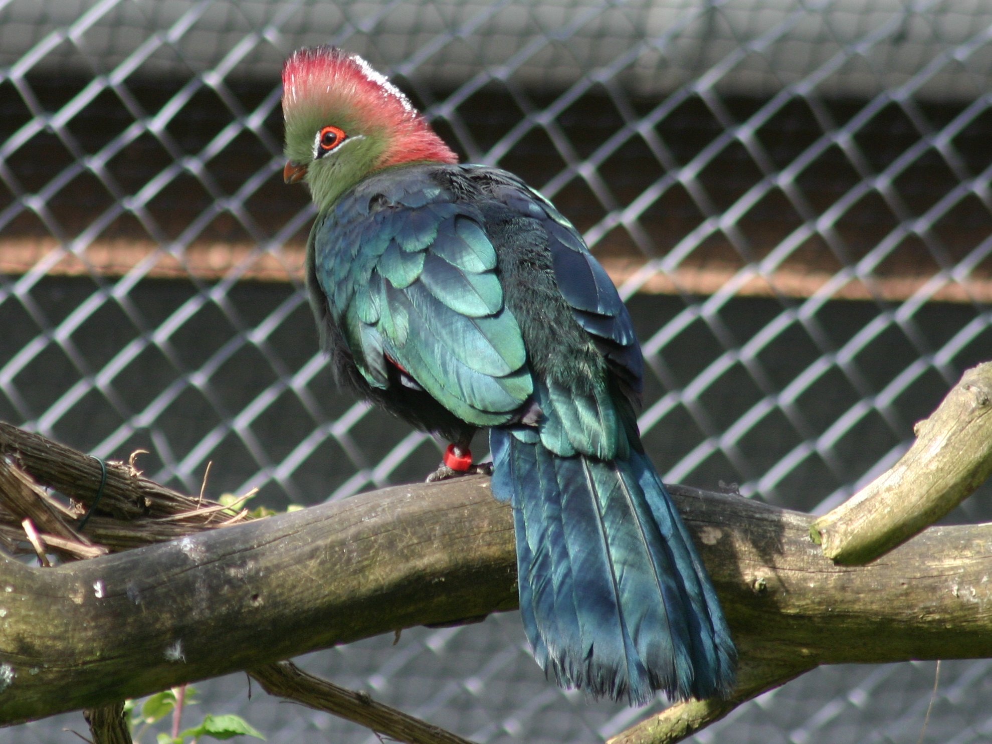 touraco_de_fischer_-_tauraco_fischeri1sd