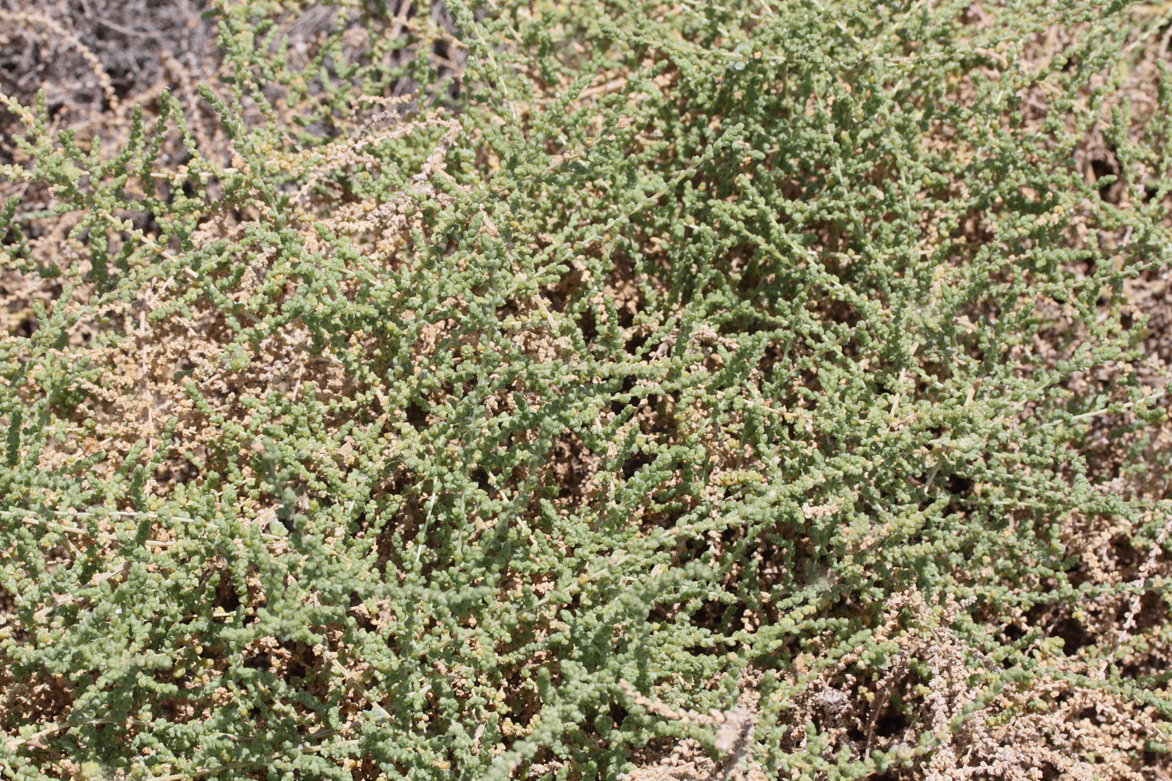 traganum_moquinii1md