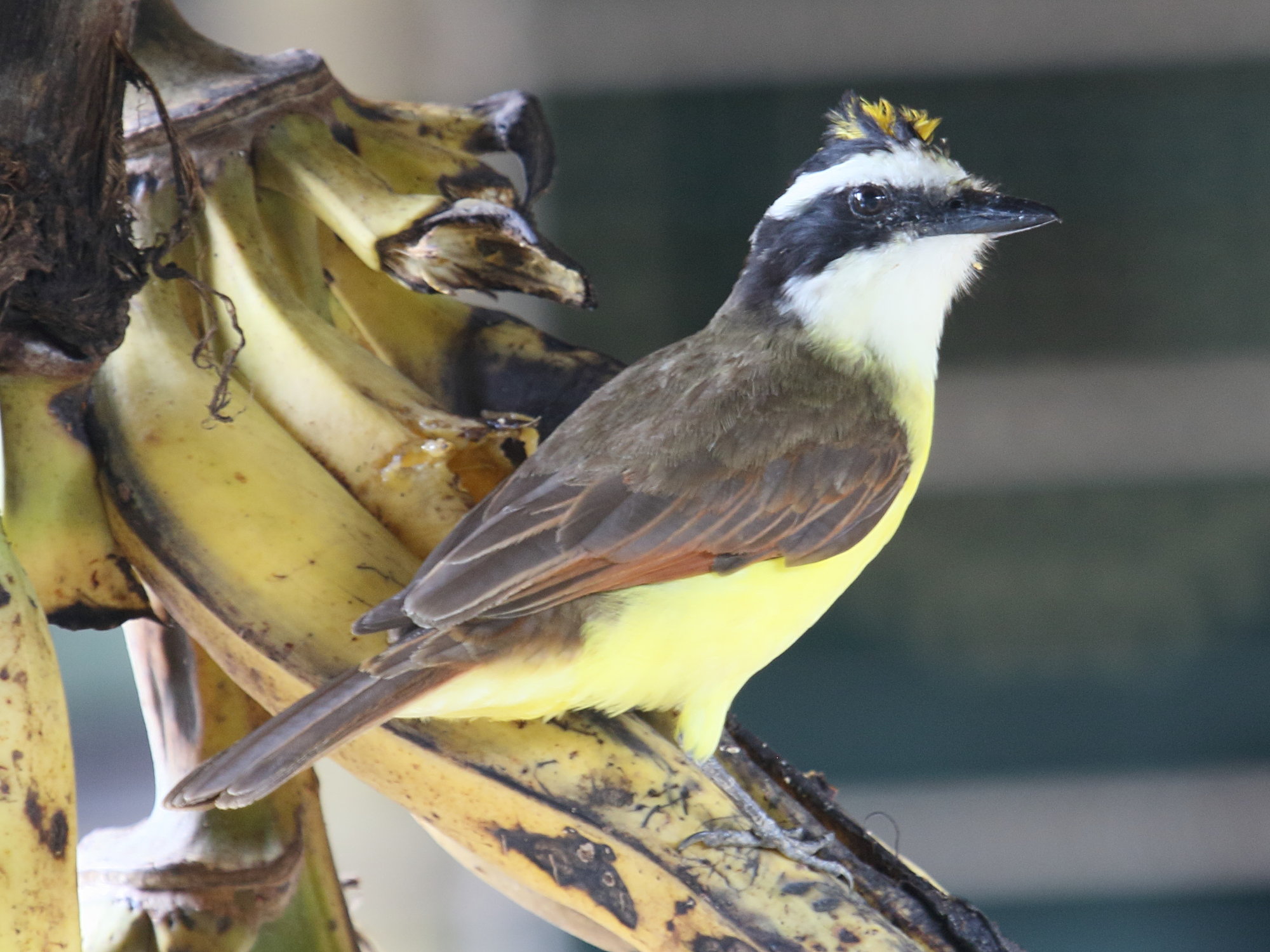 tyran_quiquivi_-_pitangus_sulphuratus2bd