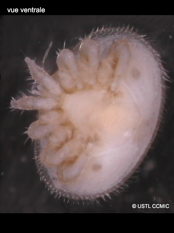 varroa_jacobsoni2ccmic