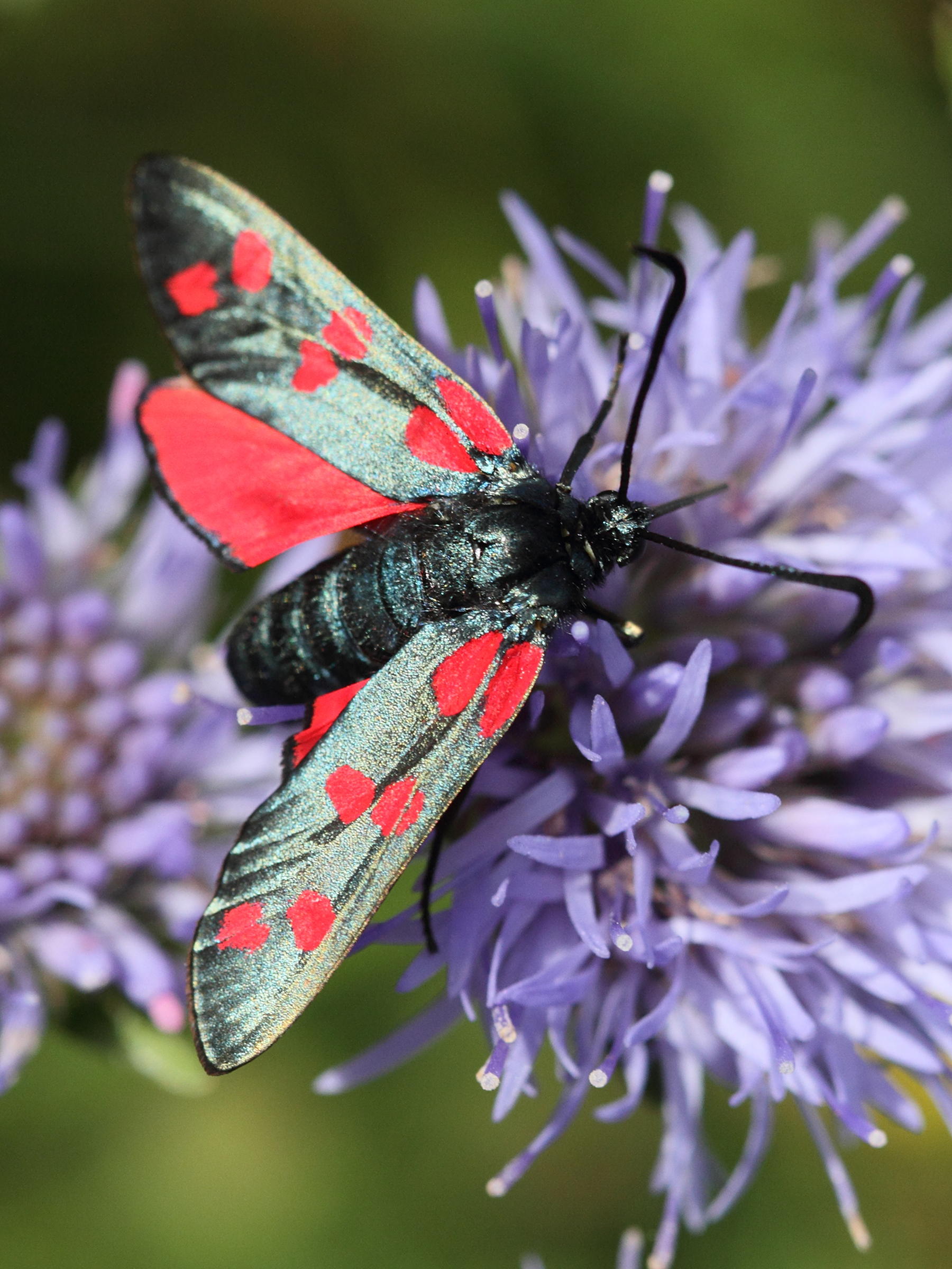 zygaena_filipendulae5md