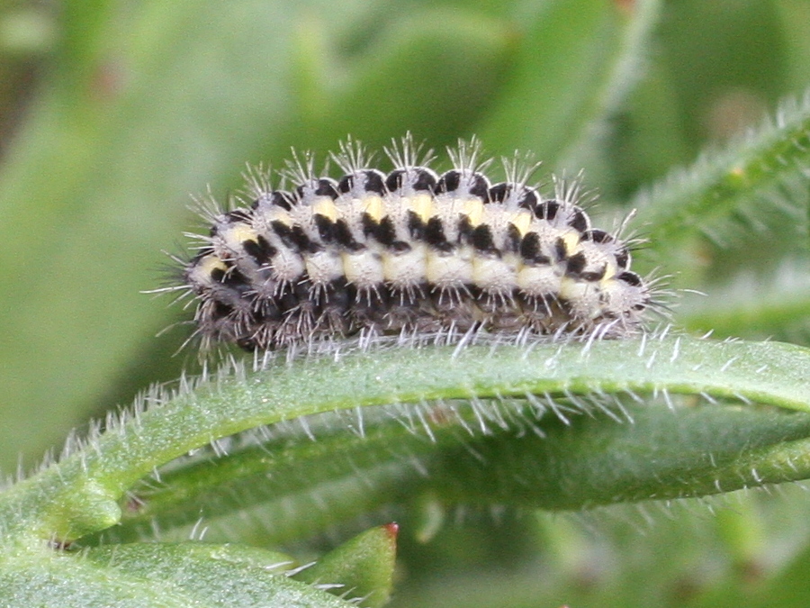 zygaena_filipendulae_ch2md