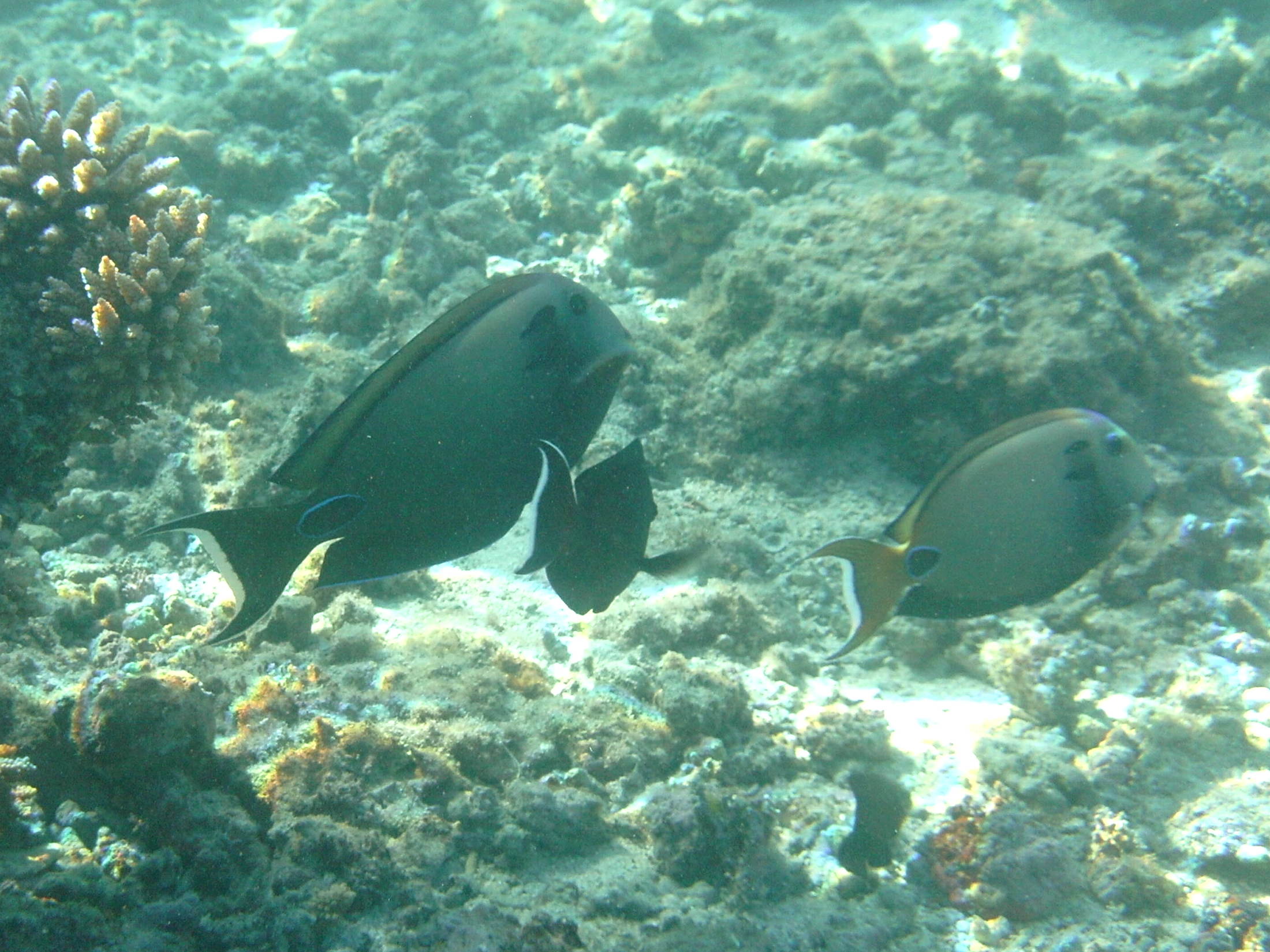 acanthurus_tennentii2bd