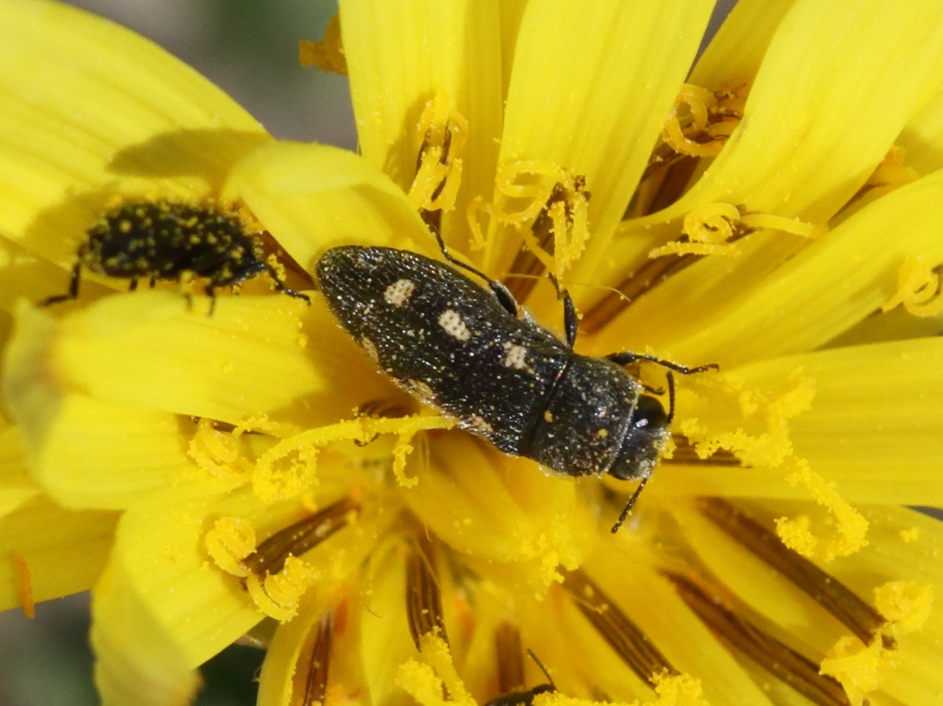 acmaeodera_bipuncta2bd